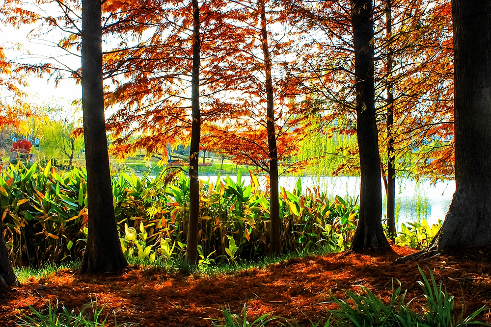 大多数的人不知道,文化公园的这片杉树林,美的令人发指!