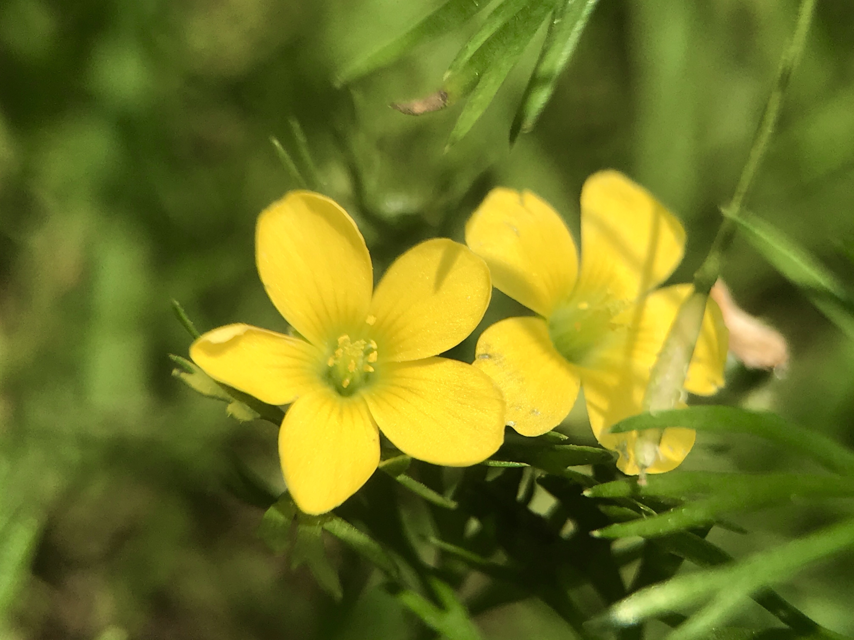 【首发】黄花酢浆草(三)