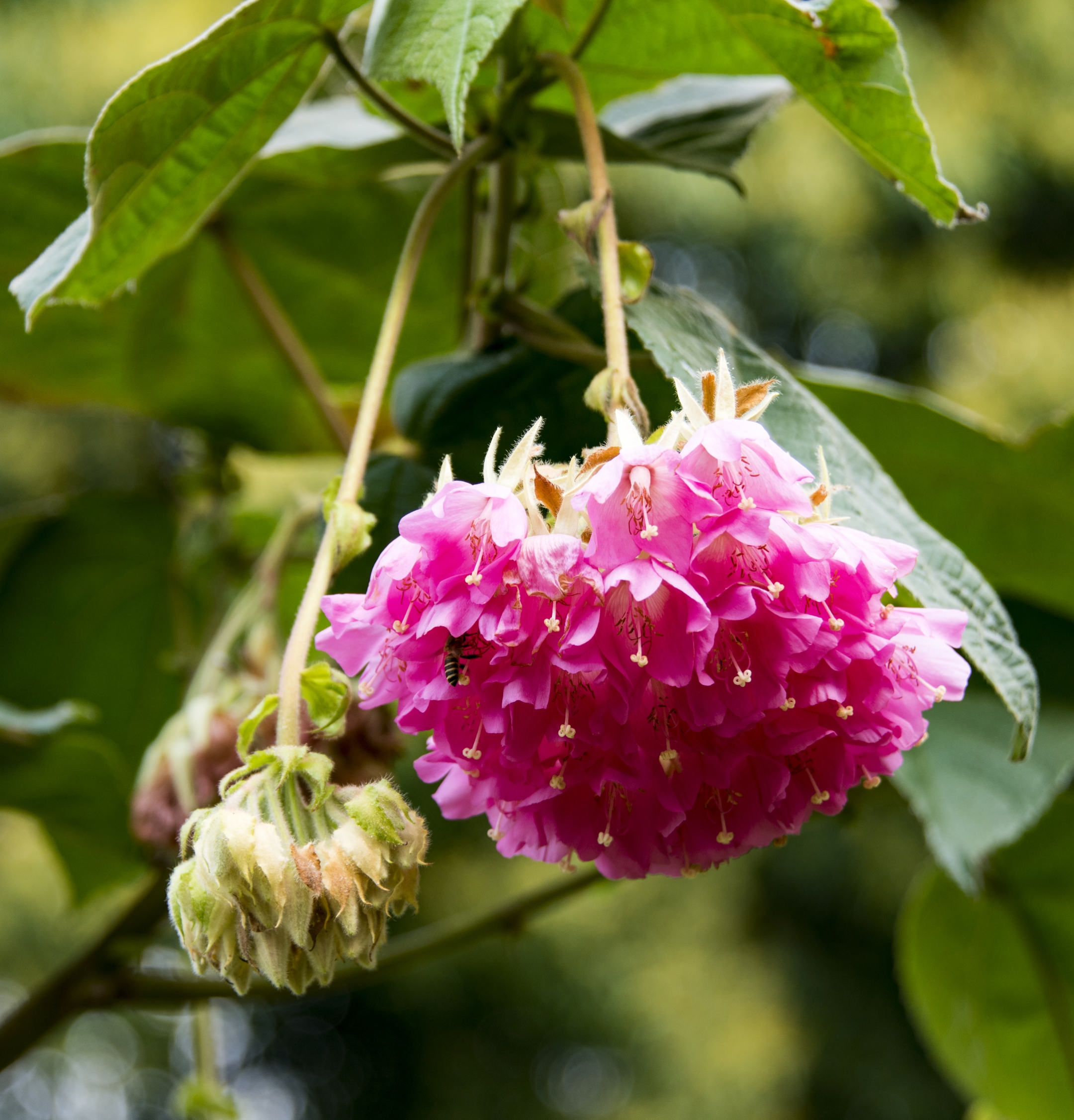 非洲芙蓉花【首发】