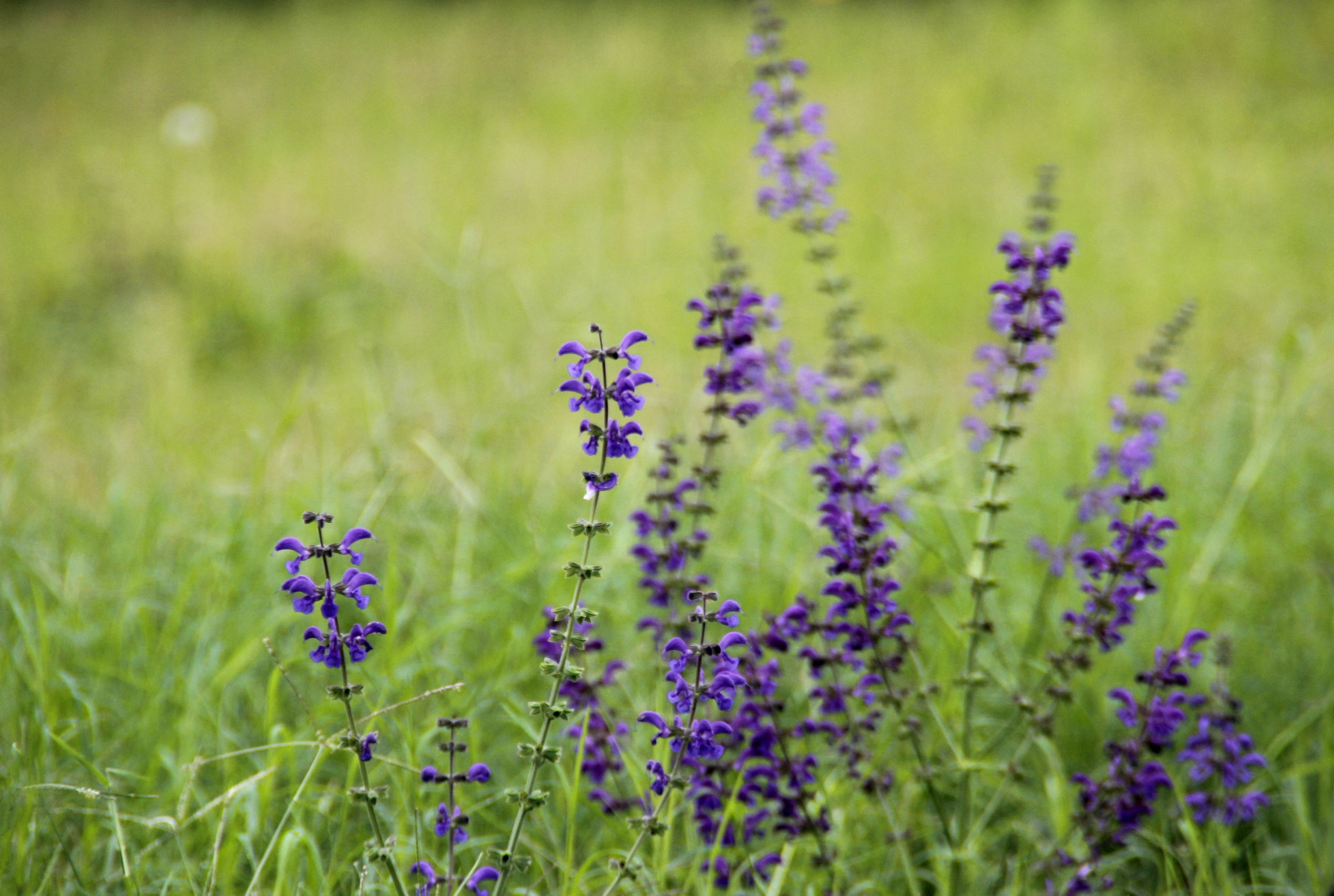 首发林荫鼠尾草