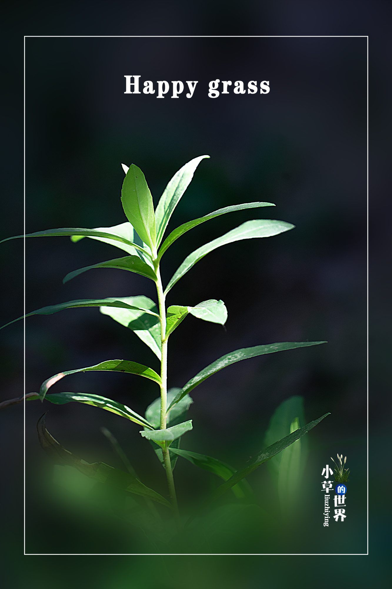 我是一棵快乐的小草