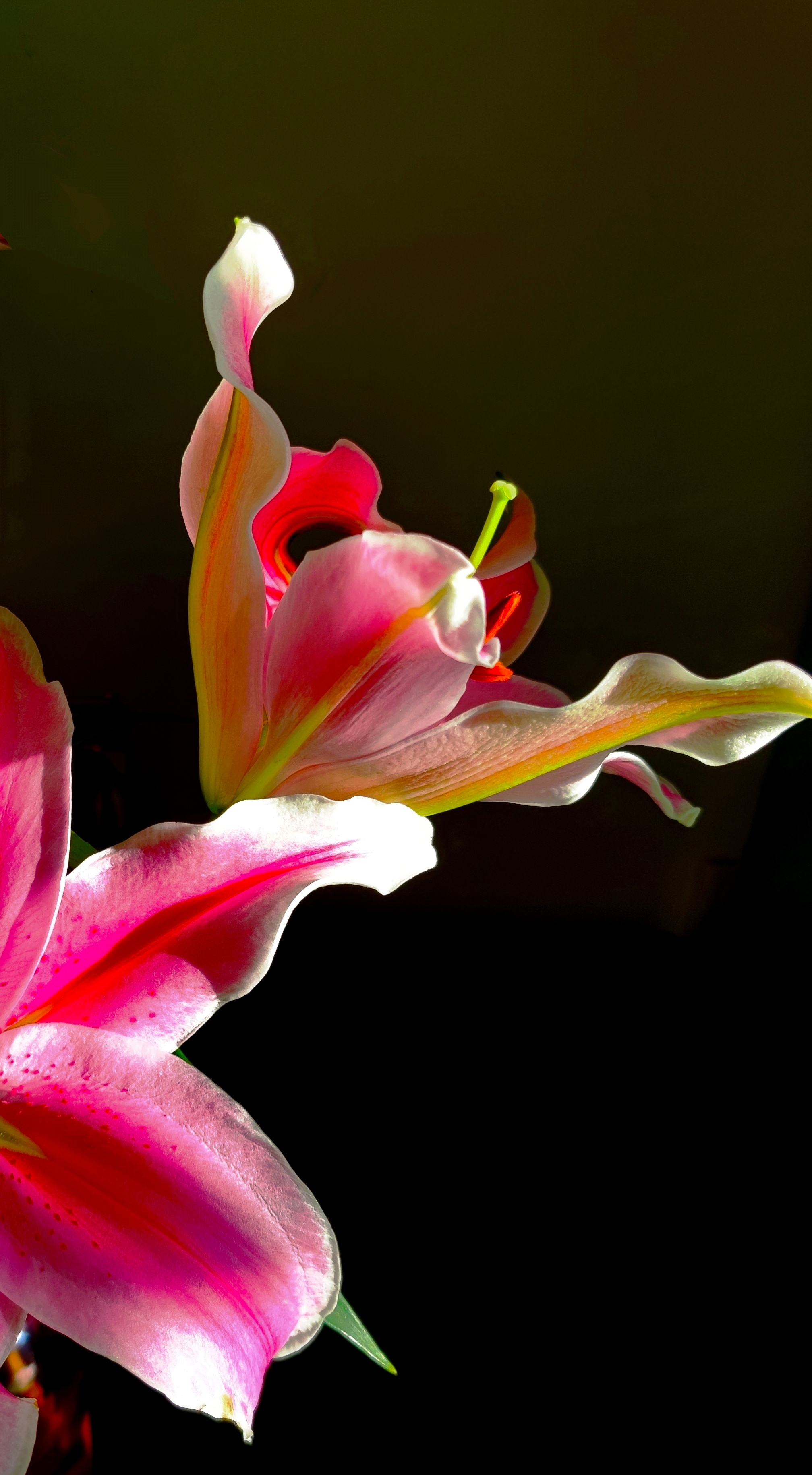 姹紫嫣红百合花vv首发