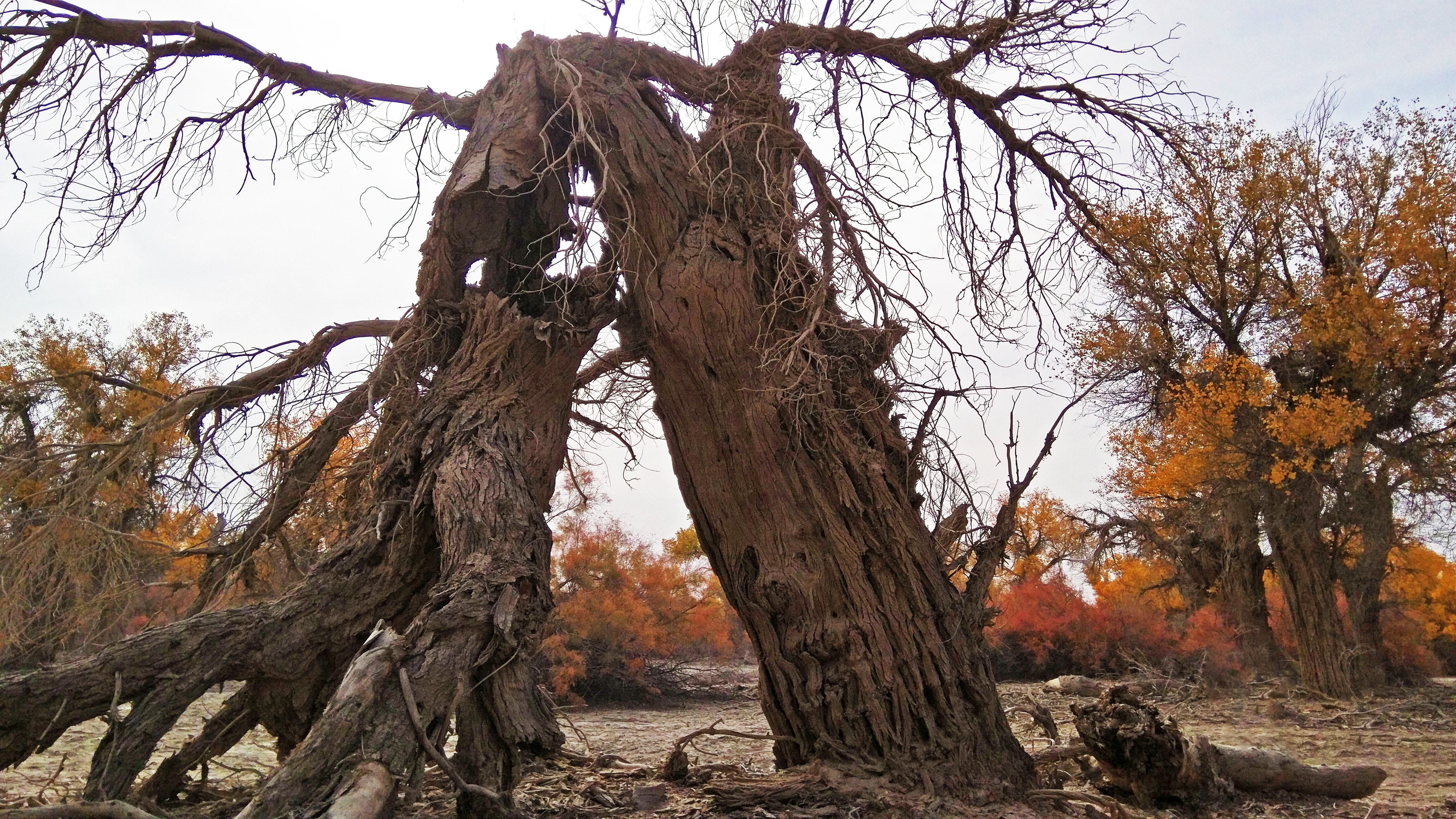 胡杨,是最悲壮的树,"生而千年不死,死而千年不倒,倒而千年不朽",它的