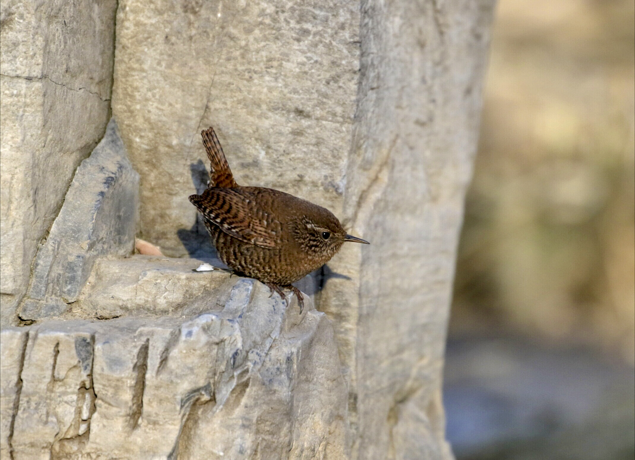 小小鸟儿焦鹩【首发】