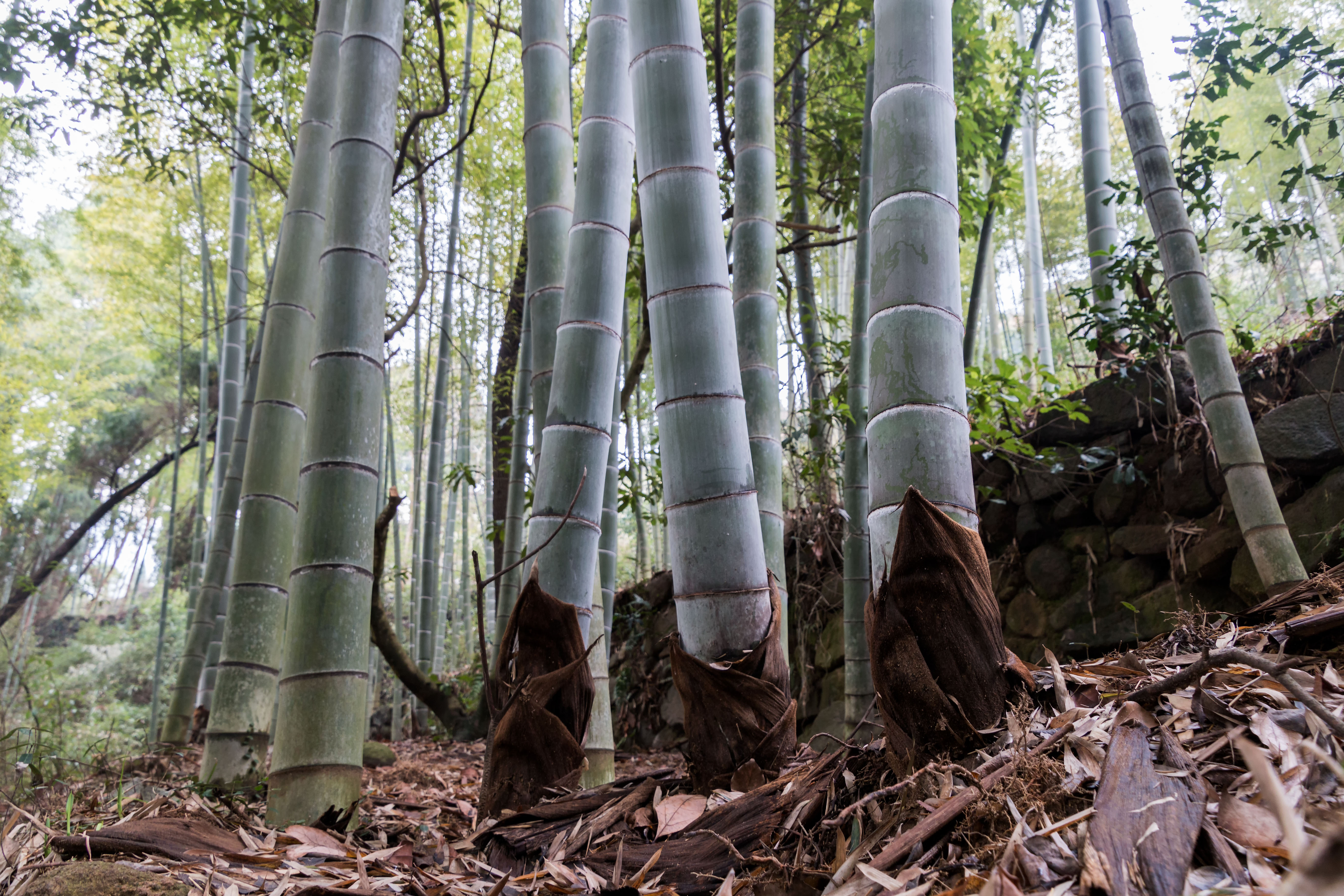坚韧挺拔故乡竹