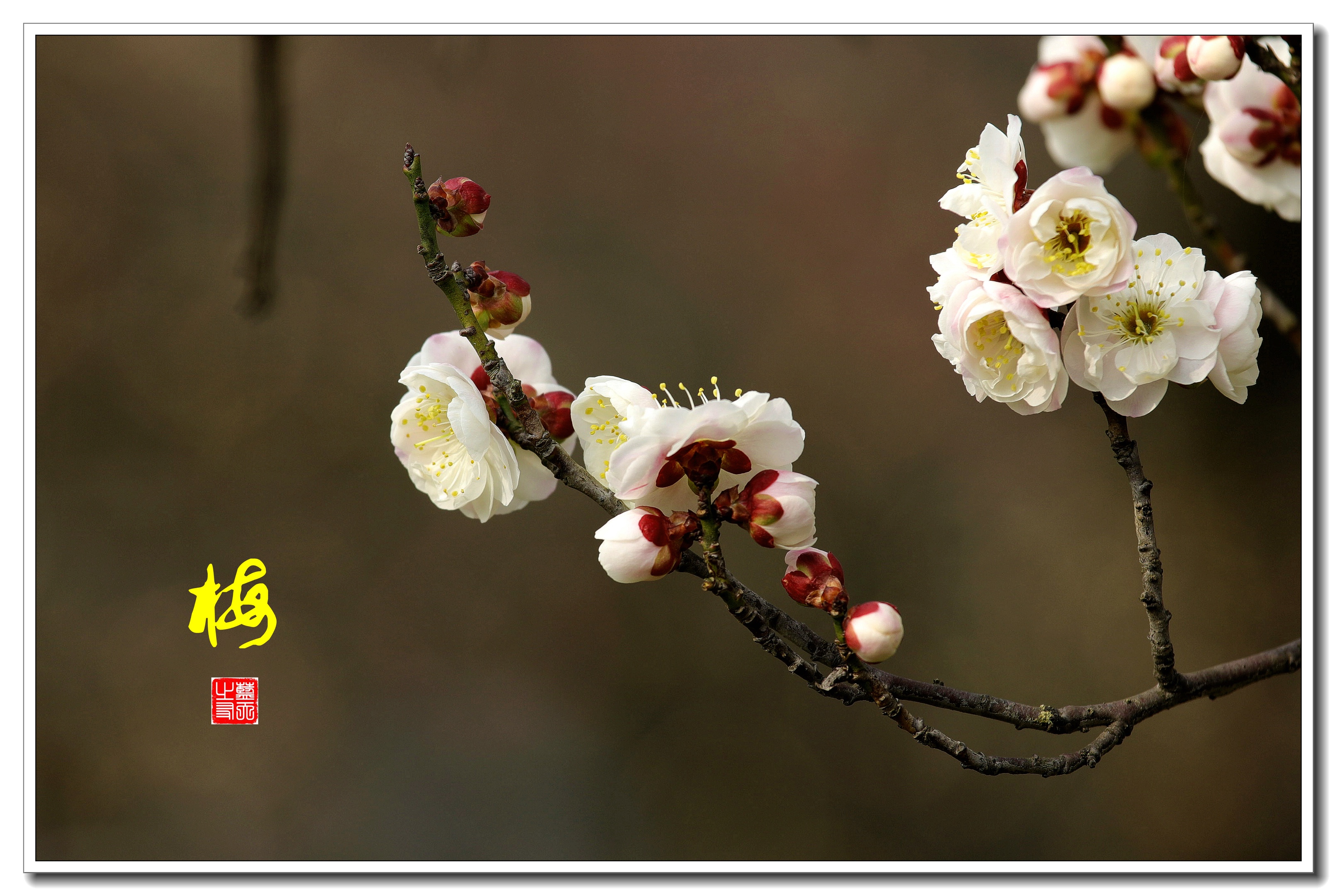 首发一枝独秀梅花