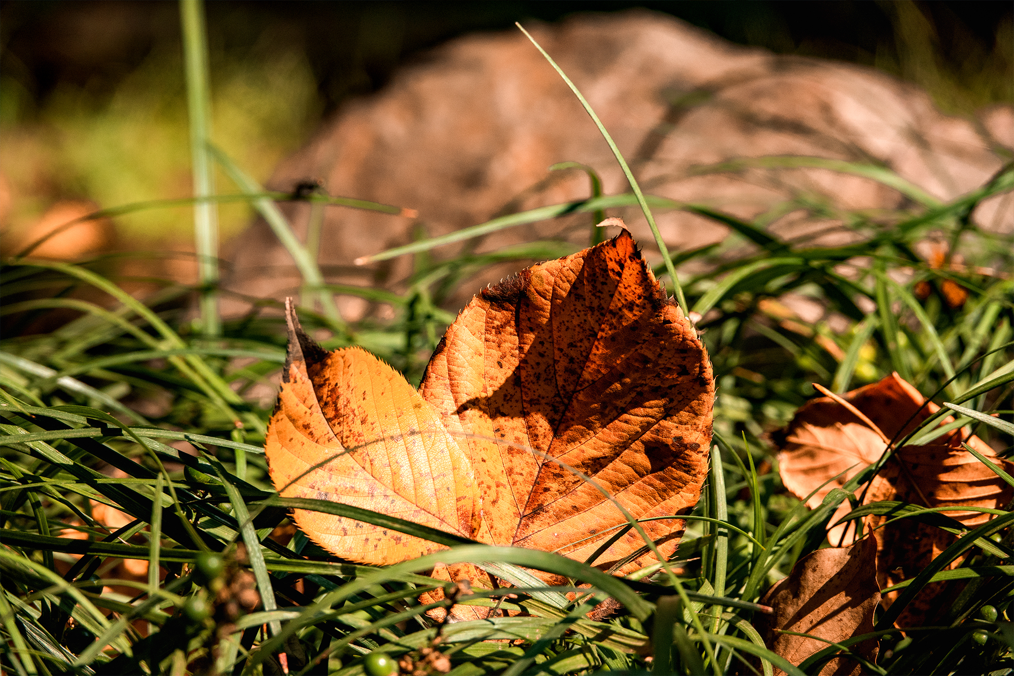 我低头捡起一片树叶,这片树叶象一只小手,头尖的红色仿佛要滴下来,咦