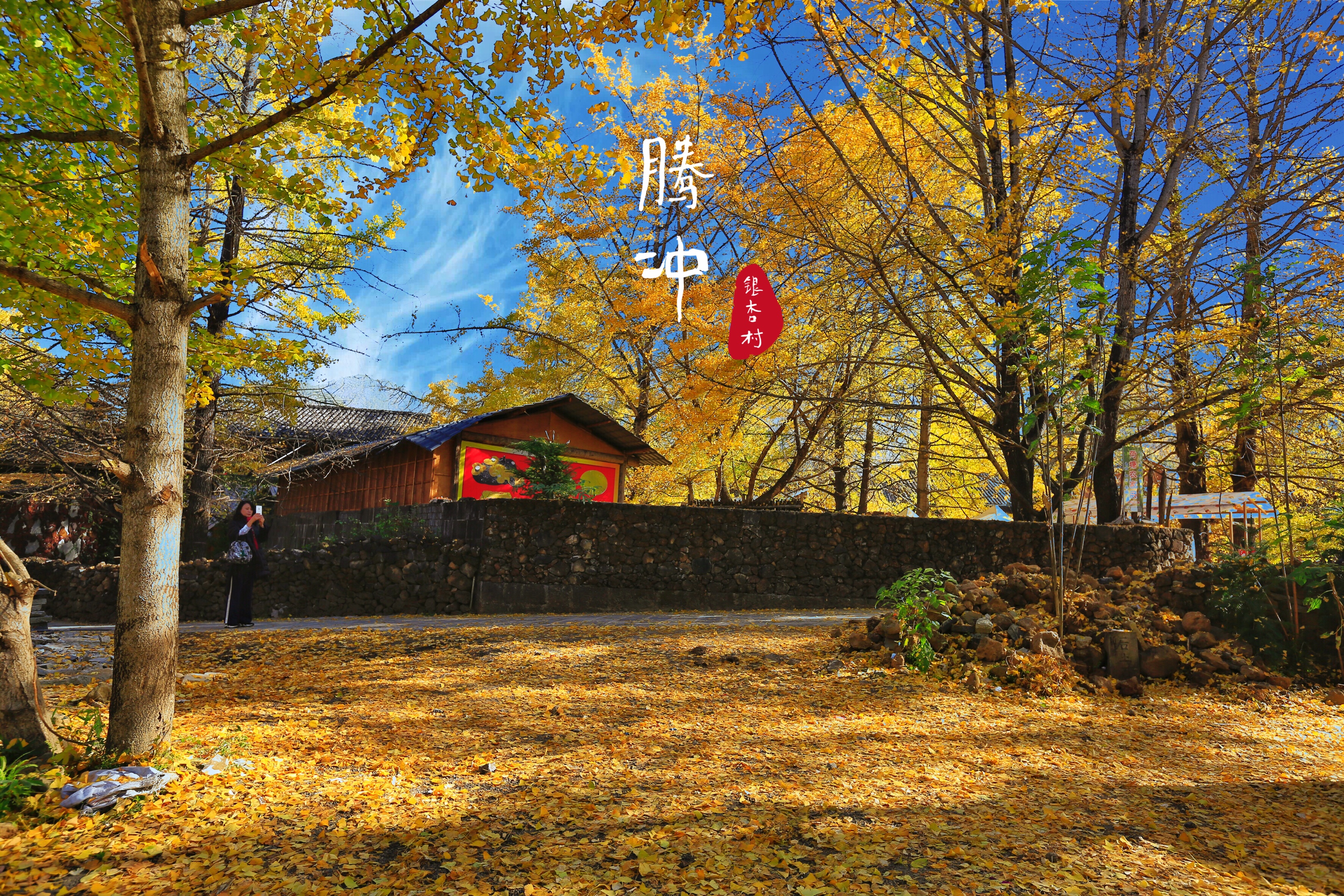 金色童话腾冲银杏村