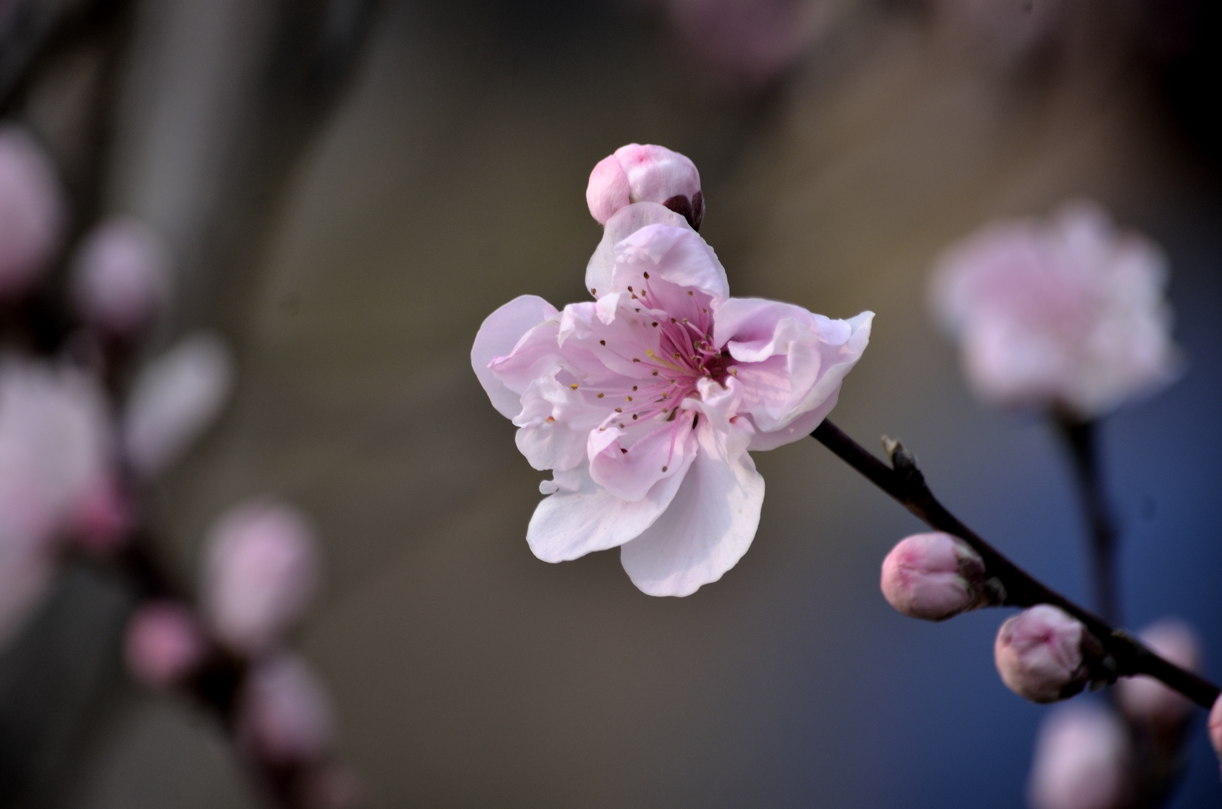 天上碧桃和露种,日边红杏倚云栽 桃红复含宿雨,柳绿更带朝烟.