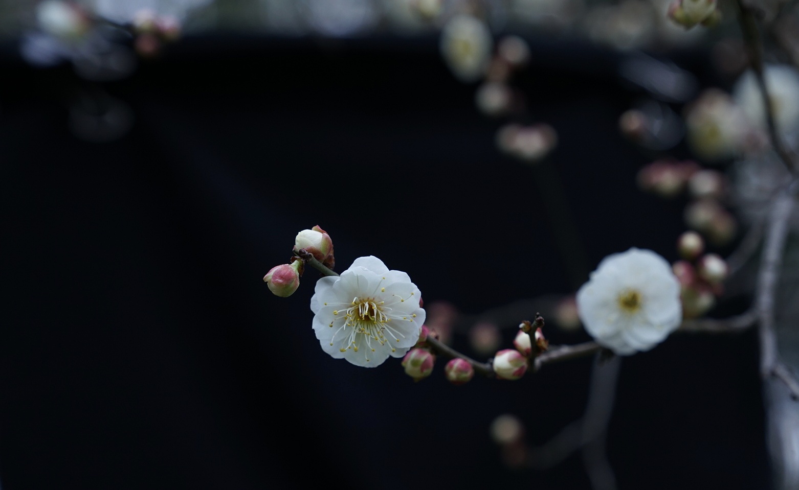 首发一枝梅花迎春来