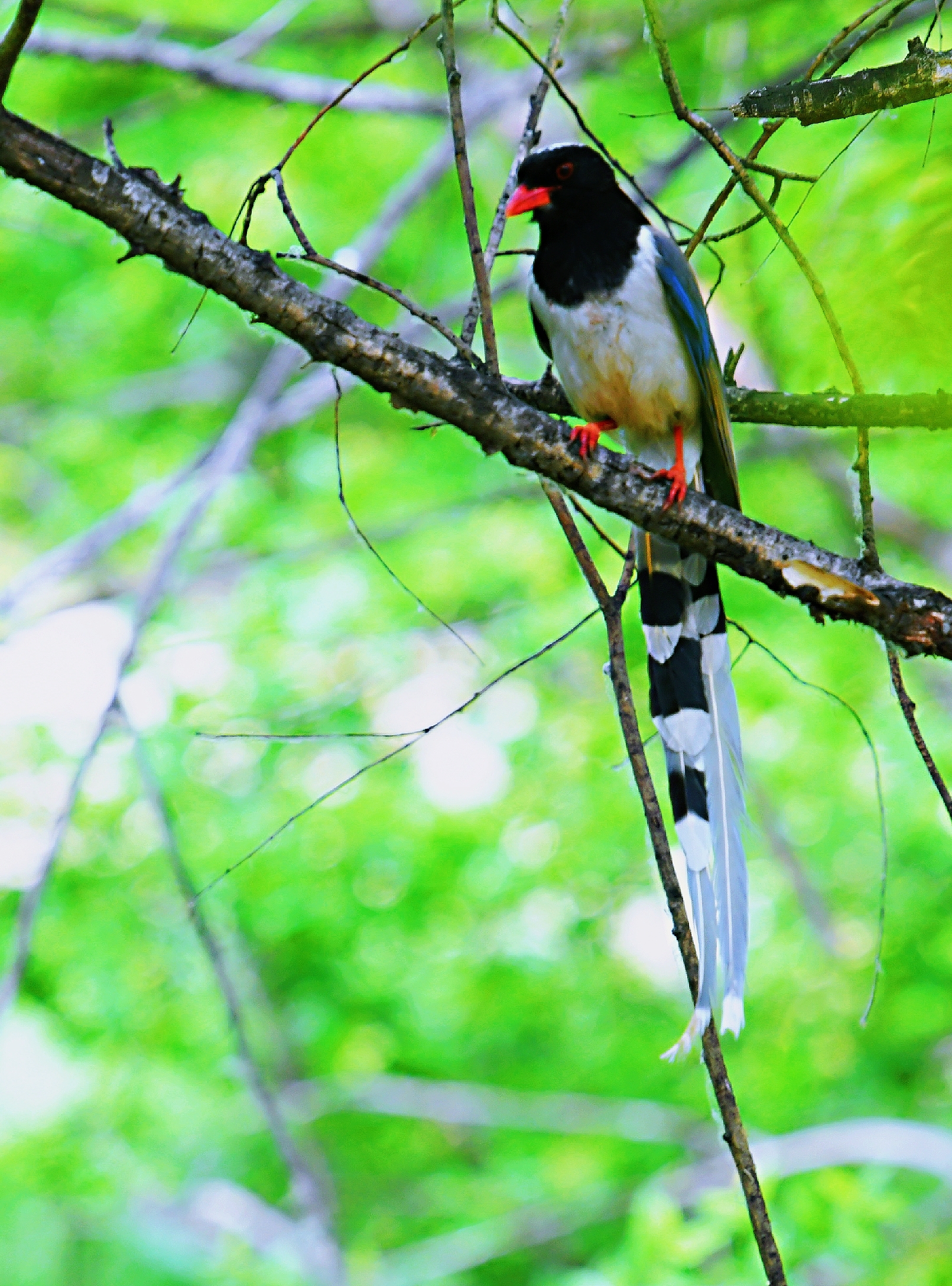 首发鸟的趣事一绿色中的东亚石ji