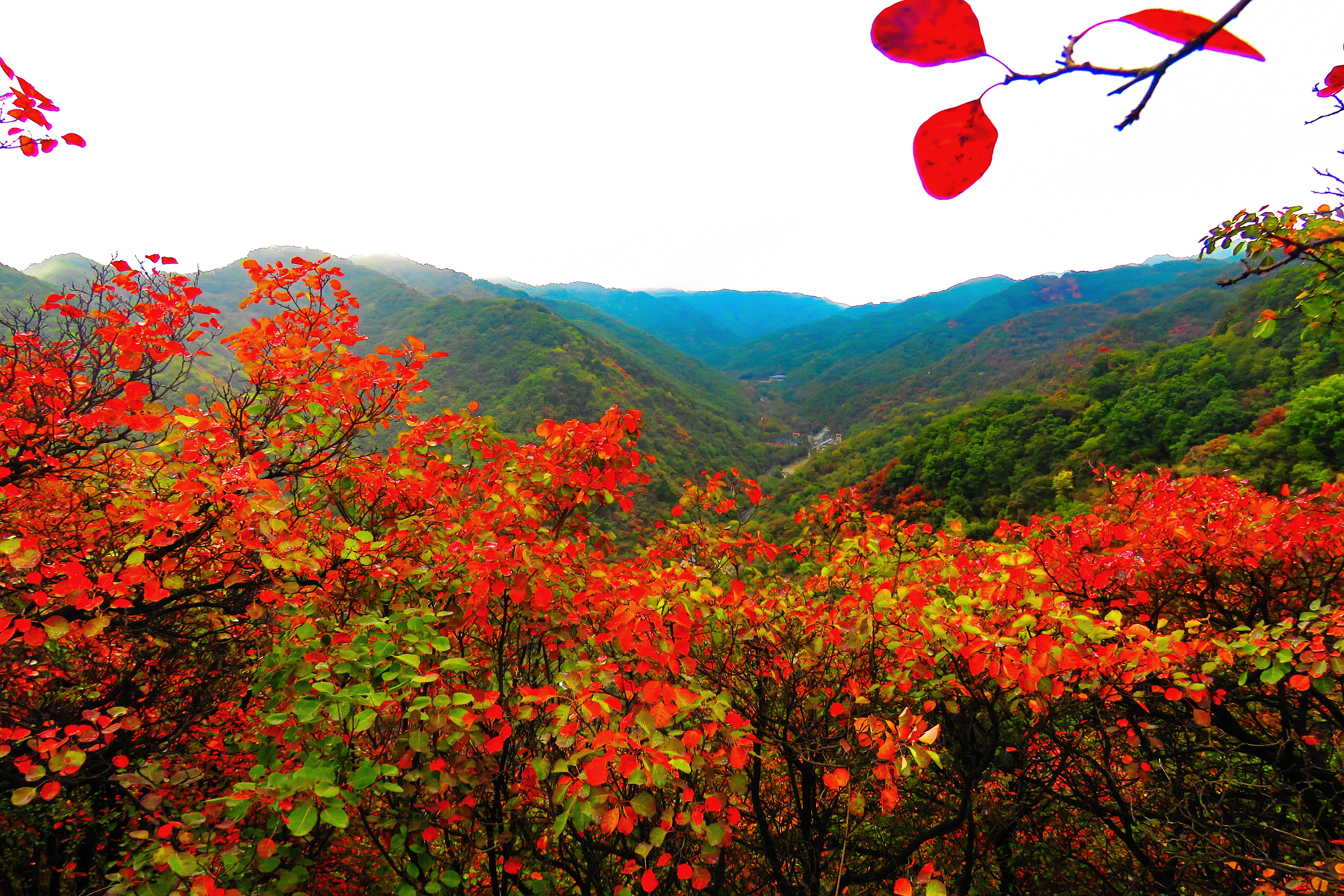 又见甘山舞红叶