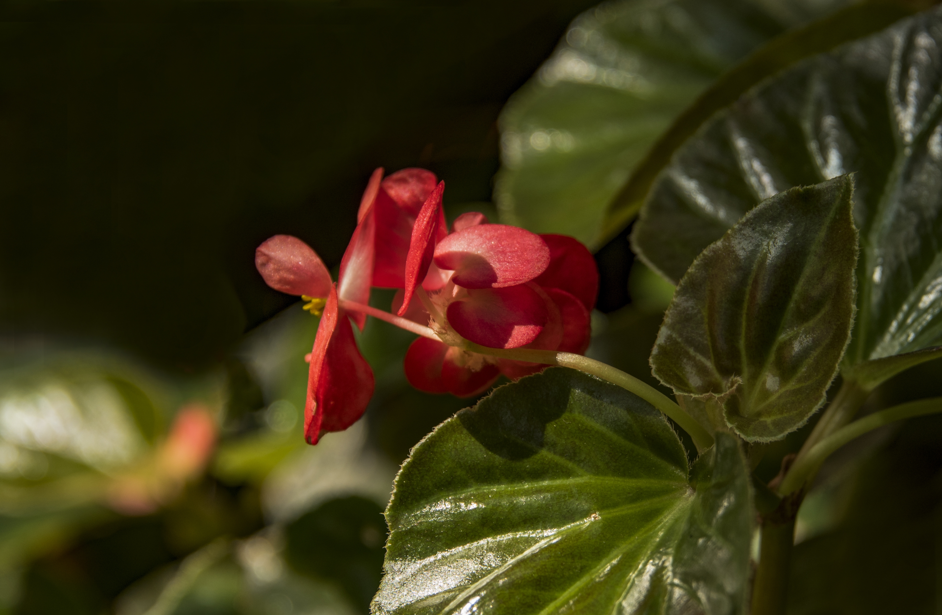 小花秋海棠【首发】