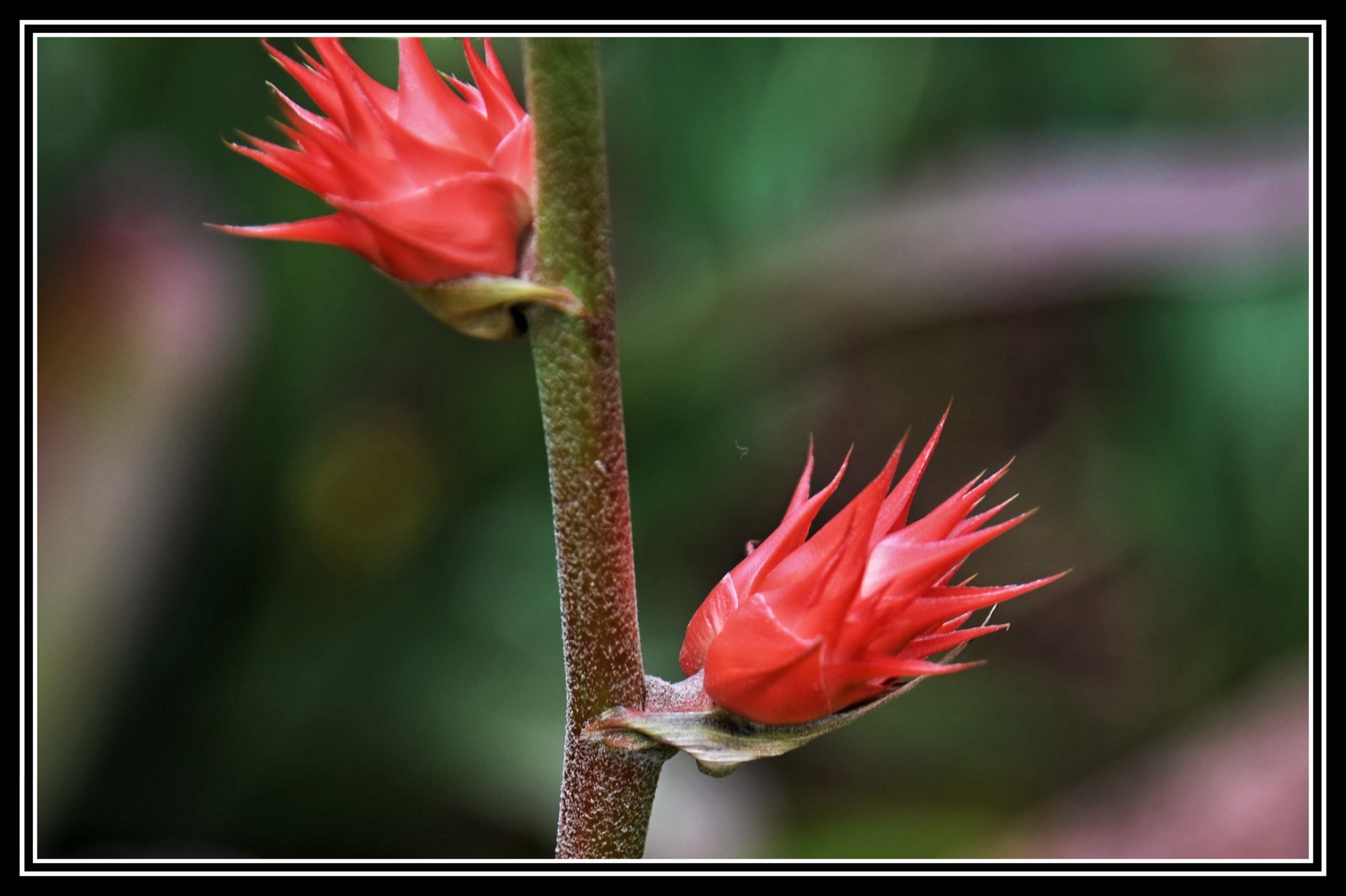 热带植物种类繁多,比如有椰子,槟榔,凤梨,蝴蝶兰,海芋,竹芋
