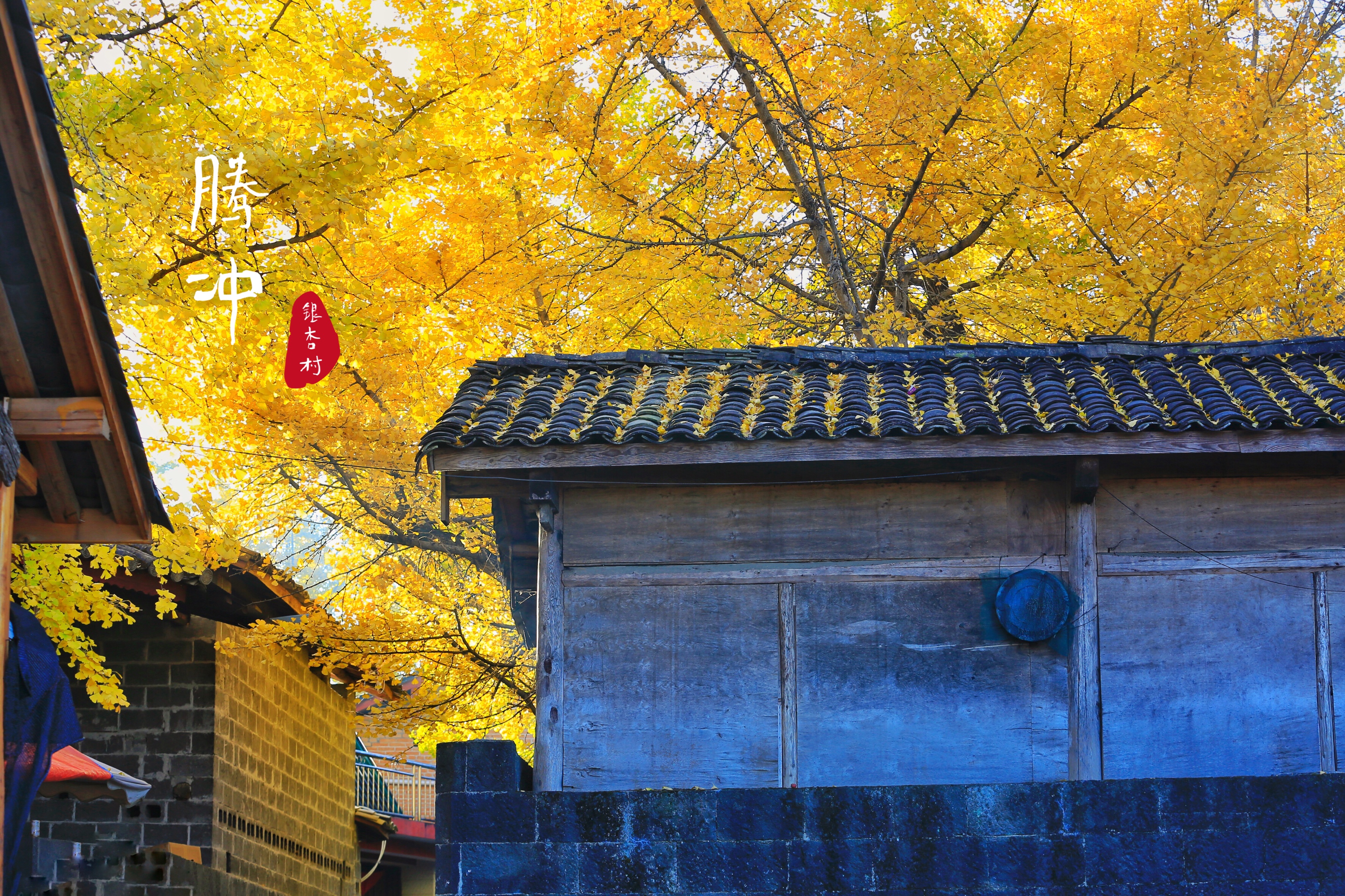 金色童话腾冲银杏村