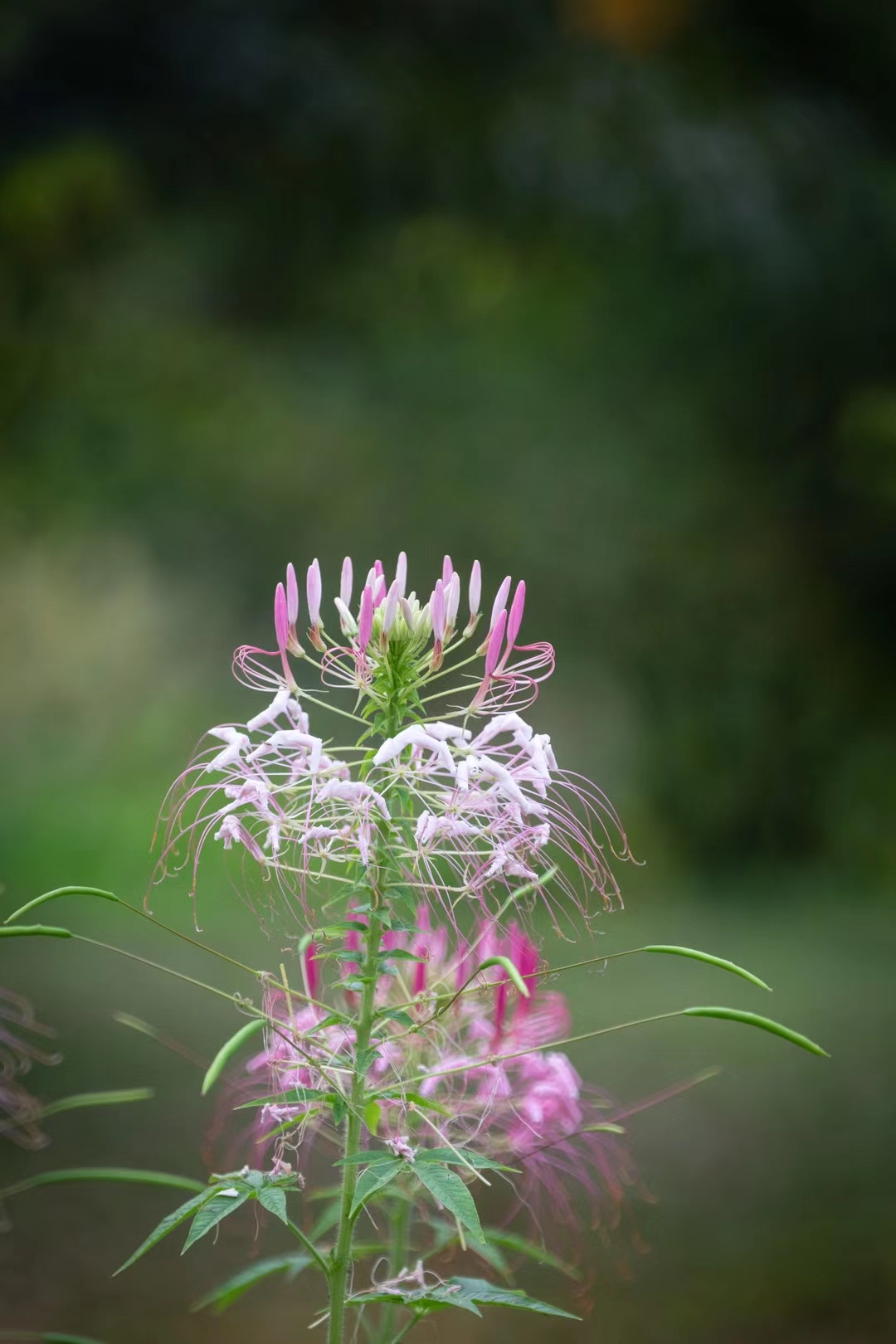 春光美【首发】