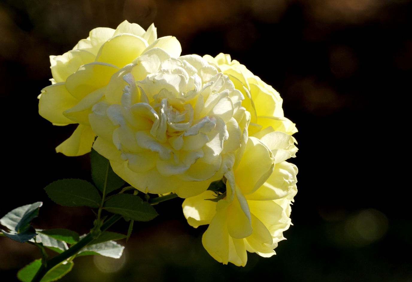 月季花系列明亮温暖的黄色月季花