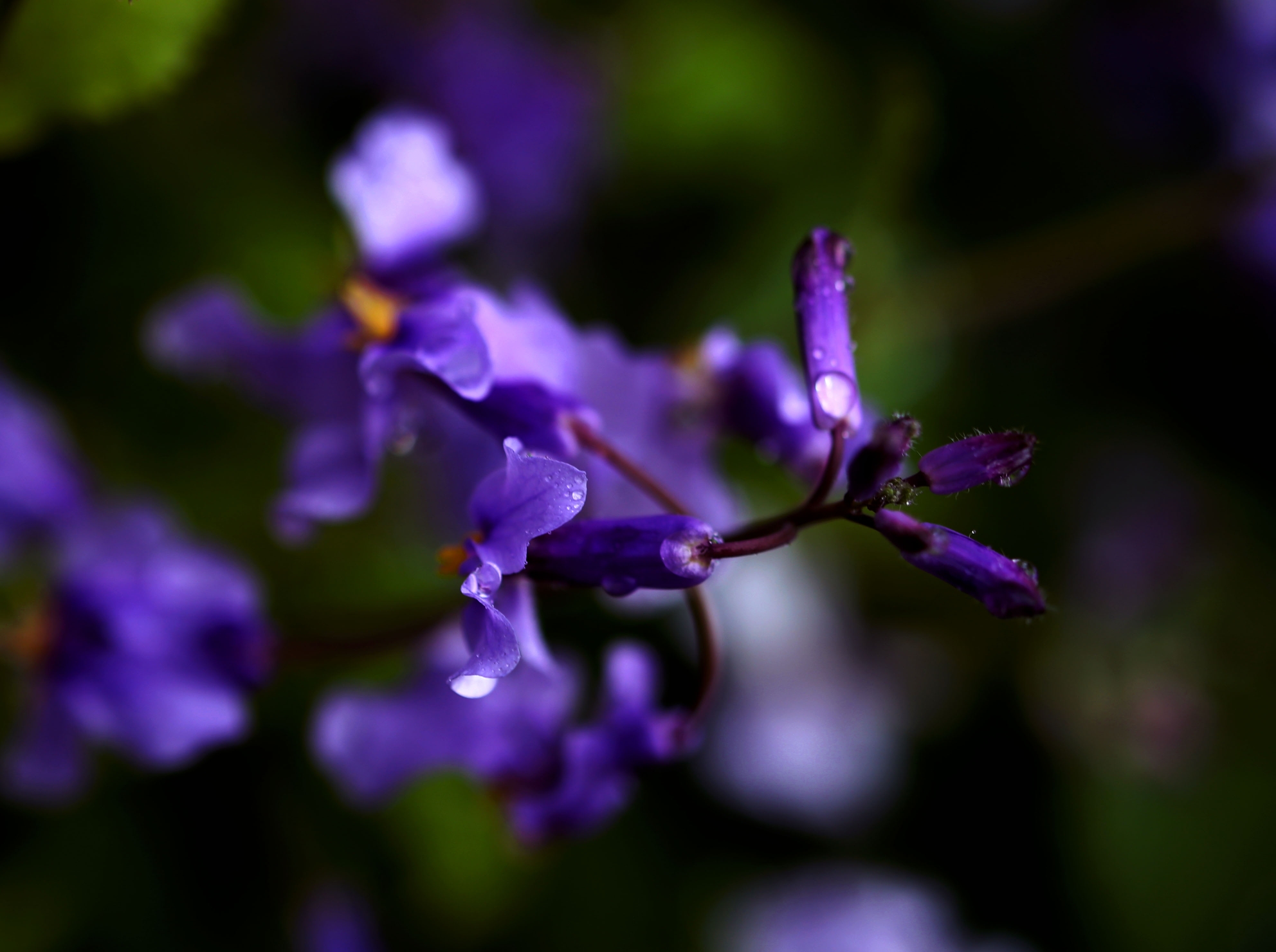 雨中小花