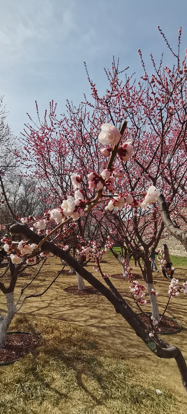 明城墙遗址公园与梅花