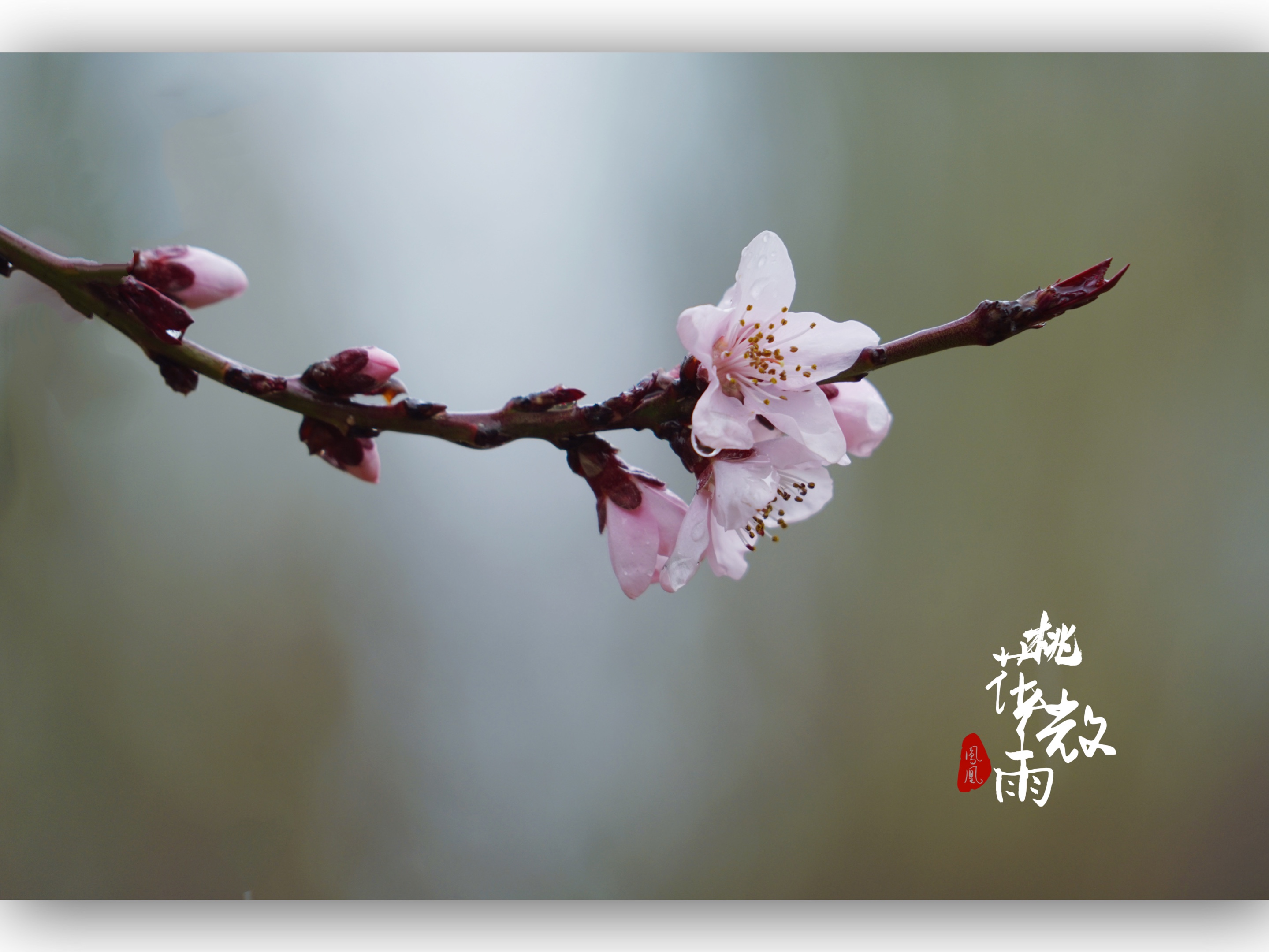 春雨贵如油.桃花微雨[首发]