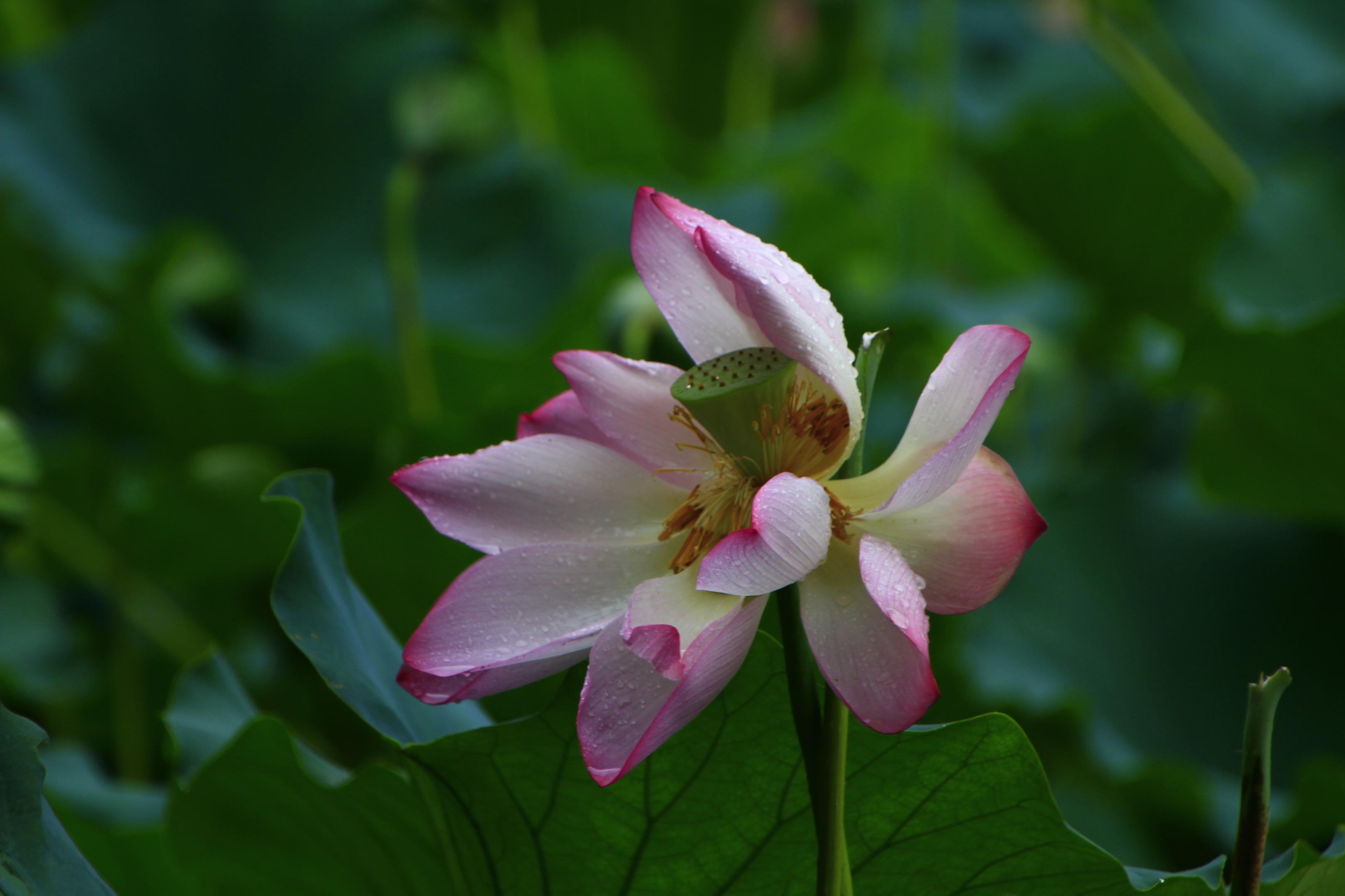 雨中荷花别样美vv首发
