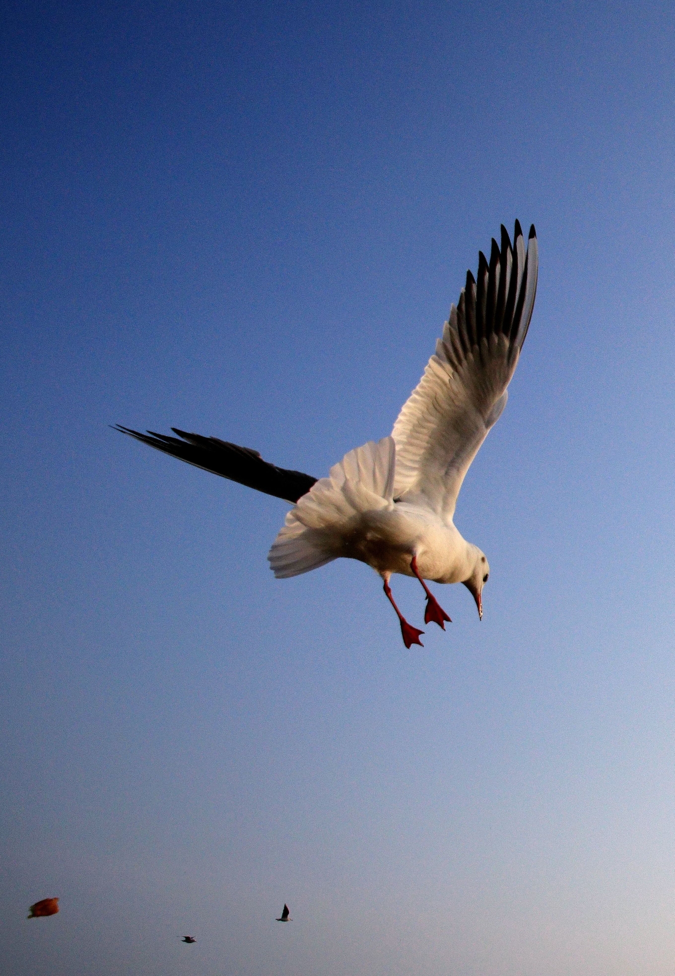 《我的拍摄海鸥展翅真风流》2019最后的飞翔2020融入大海开始新的翱翔