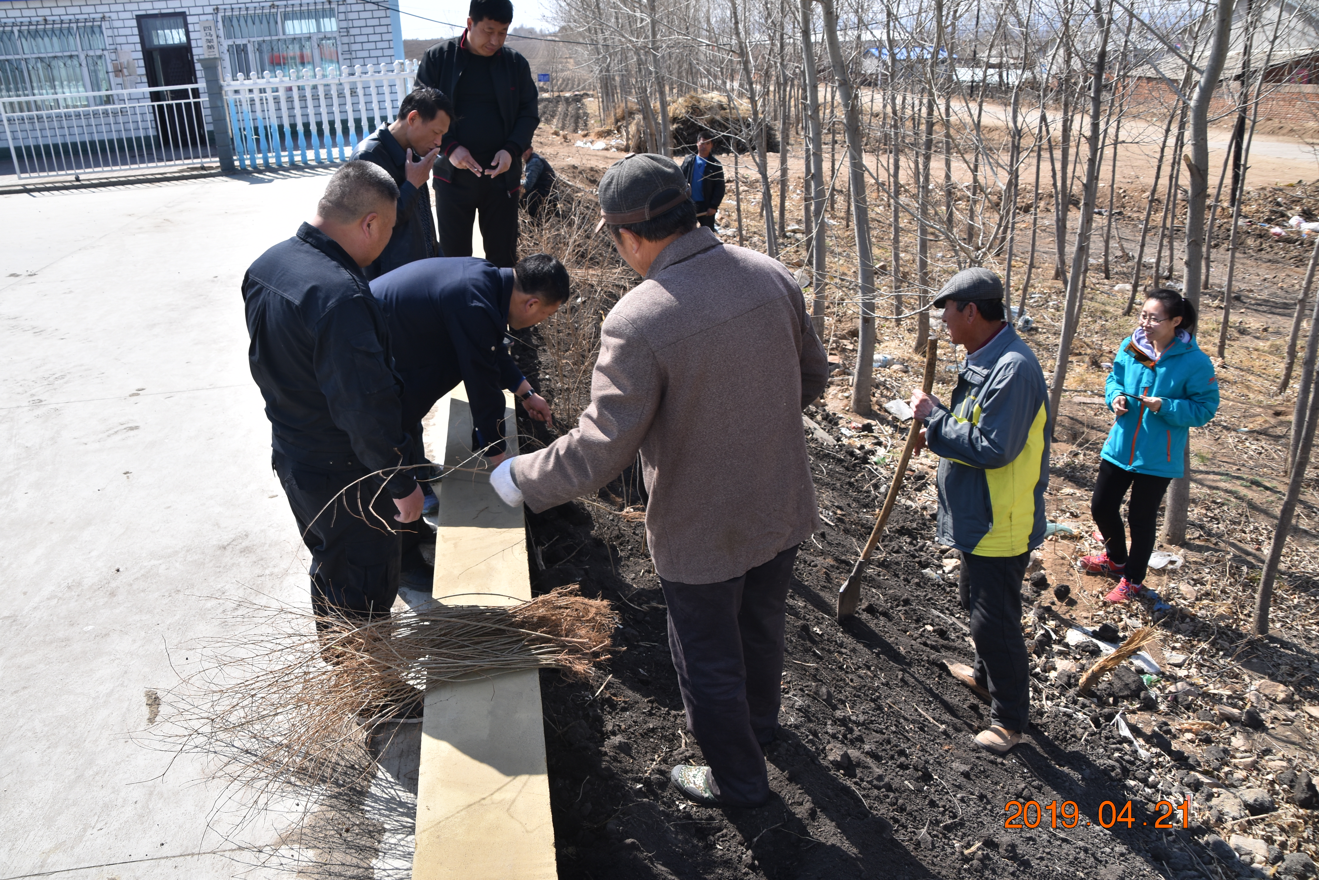 先到了寶山村巨寶屯廣場,同村兩委成員和村民一起為廣場栽植小榆樹.