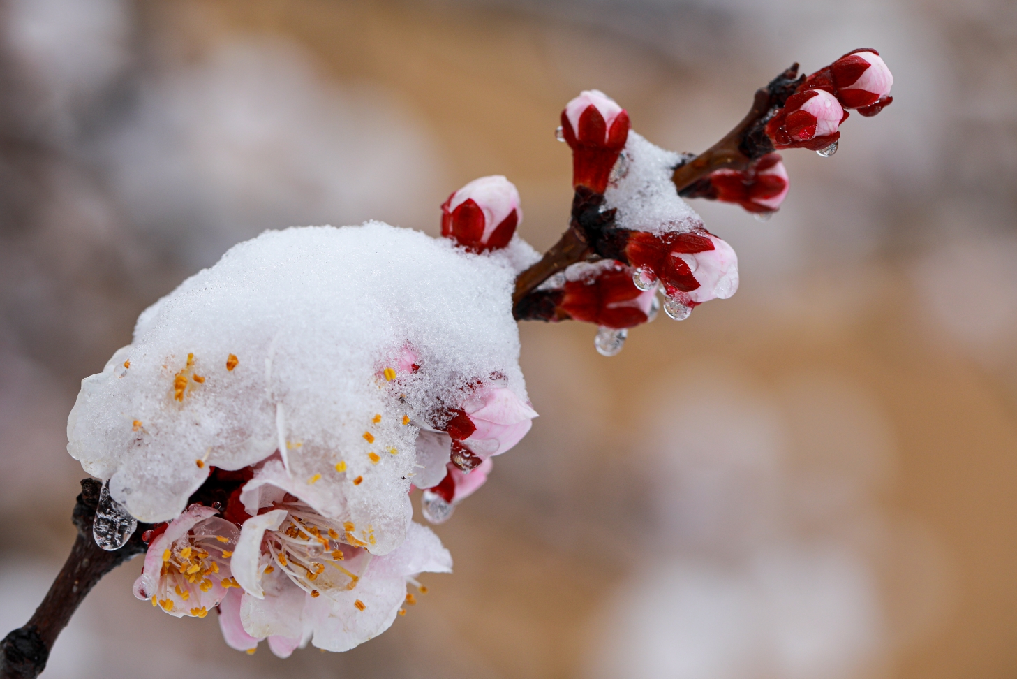 雪润杏花分外娇