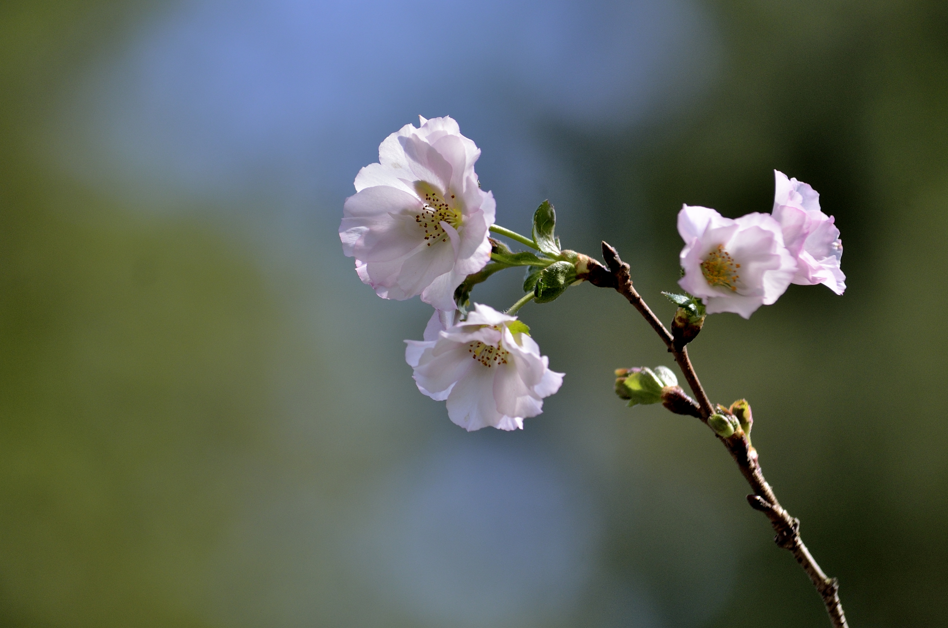 秋天盛开的奖状樱