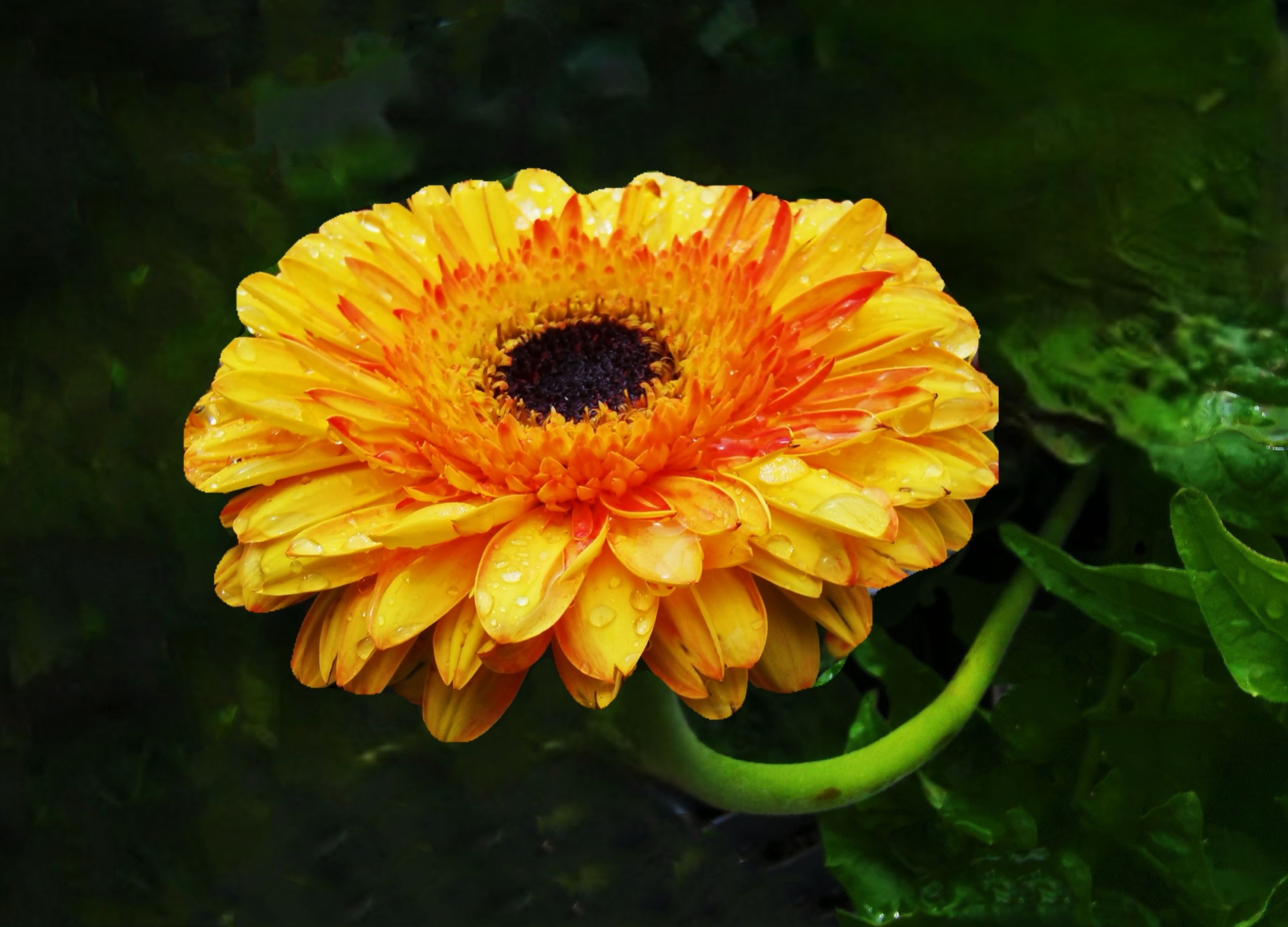 首发雨中随拍非洲菊