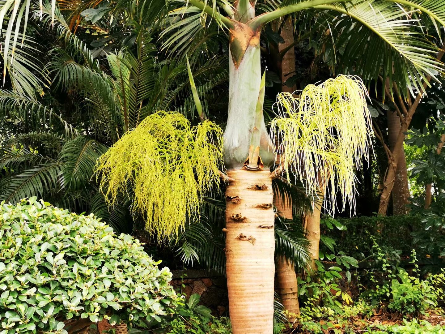 玛玎【美摄视界】:【首发】棍棒椰子 - vv