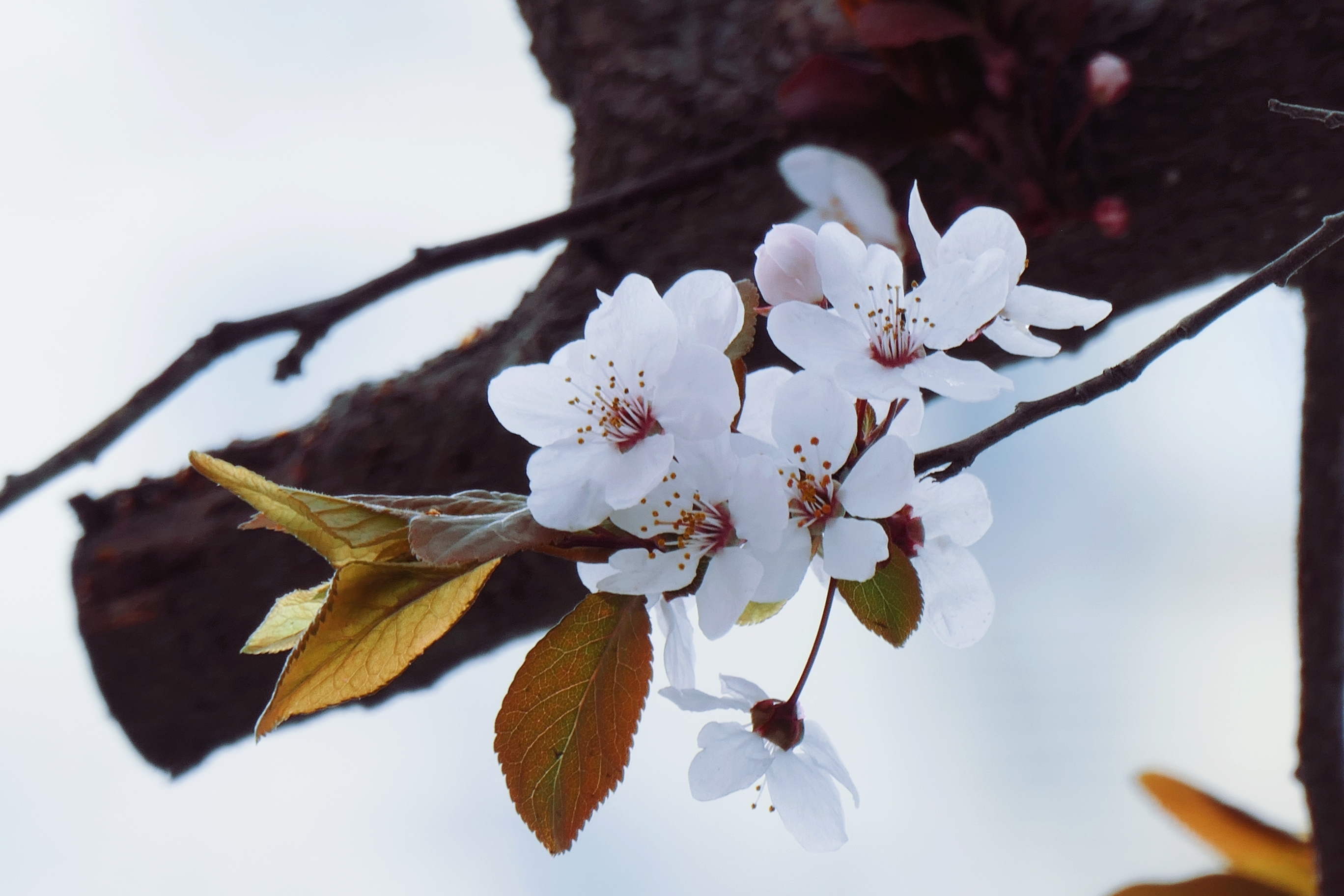 紫叶李花开,艳丽芬芳