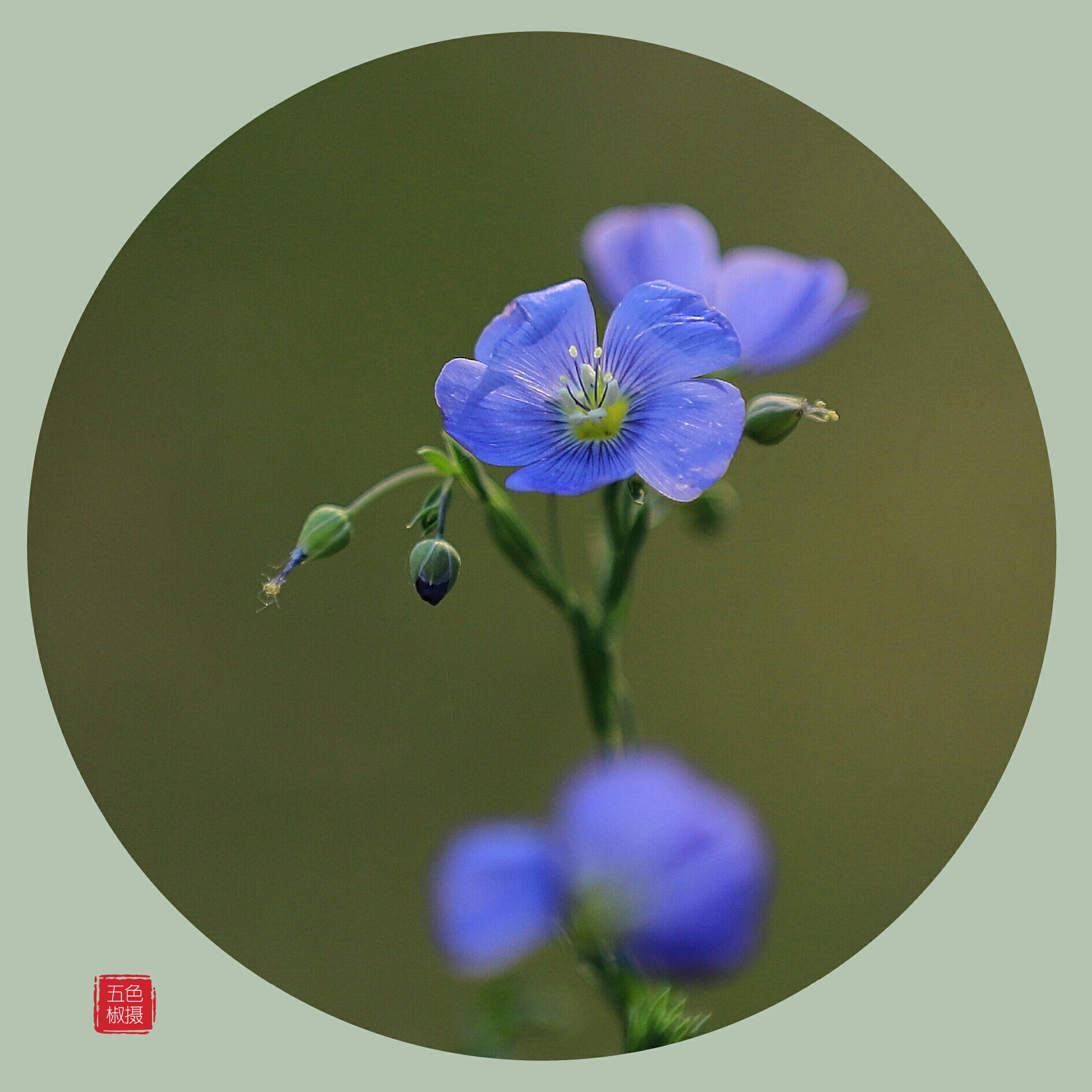 蓝亚麻花的花语图片