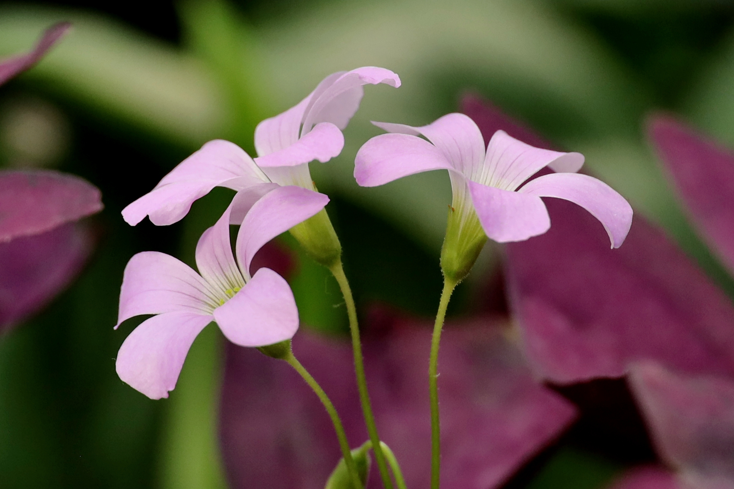 紫叶酢浆草花开也漂亮