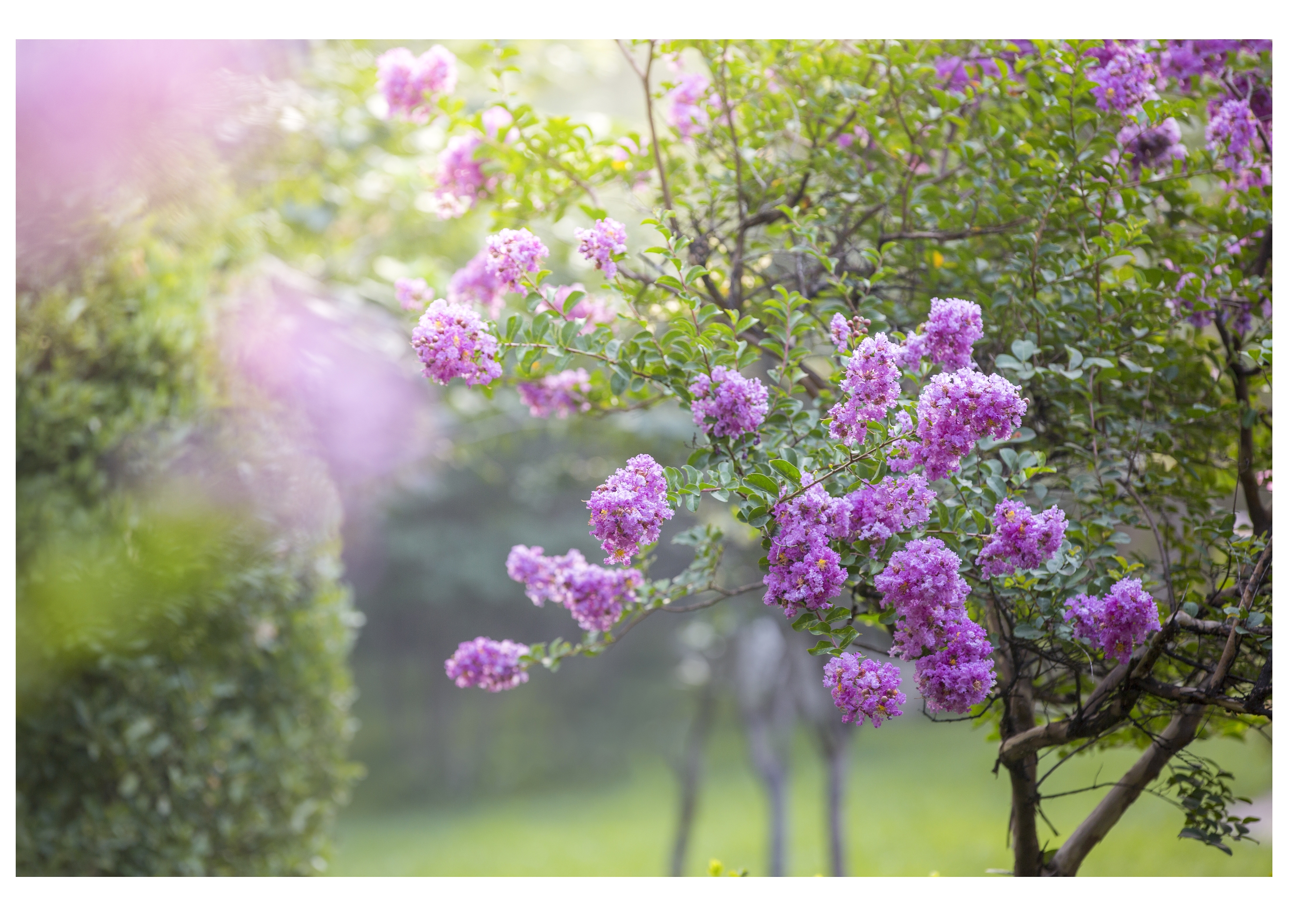 紫薇花很清晰的图片图片