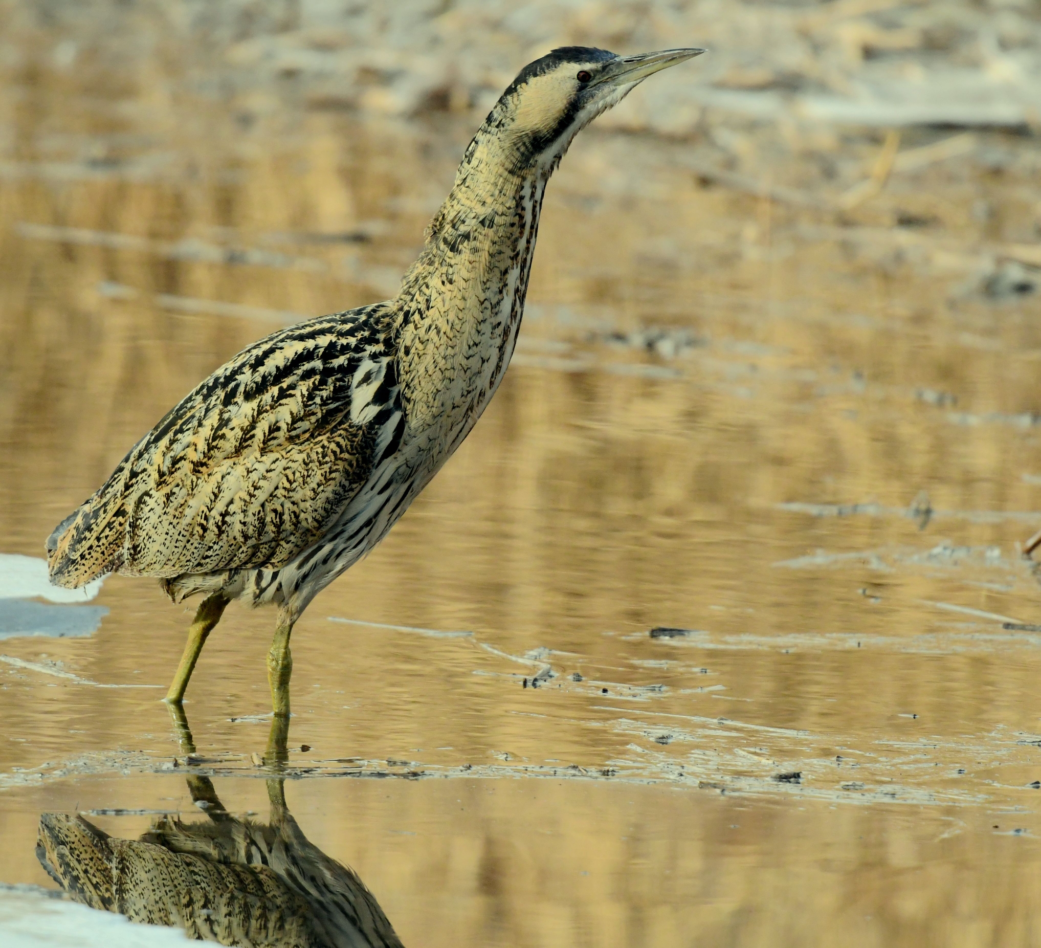 奇特的鸟儿一一大麻鳽首发