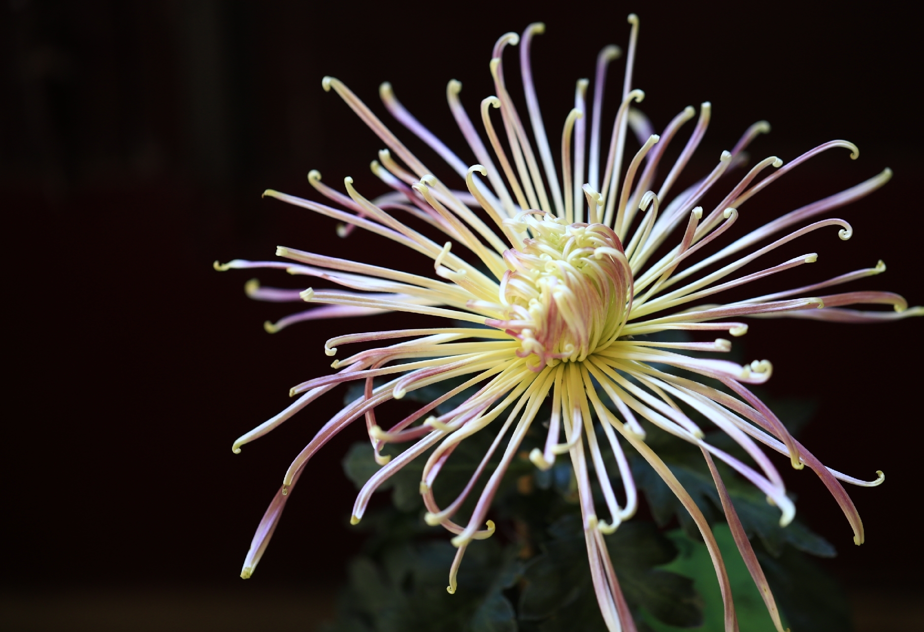 冲天香阵透长安,满城尽带黄金甲.