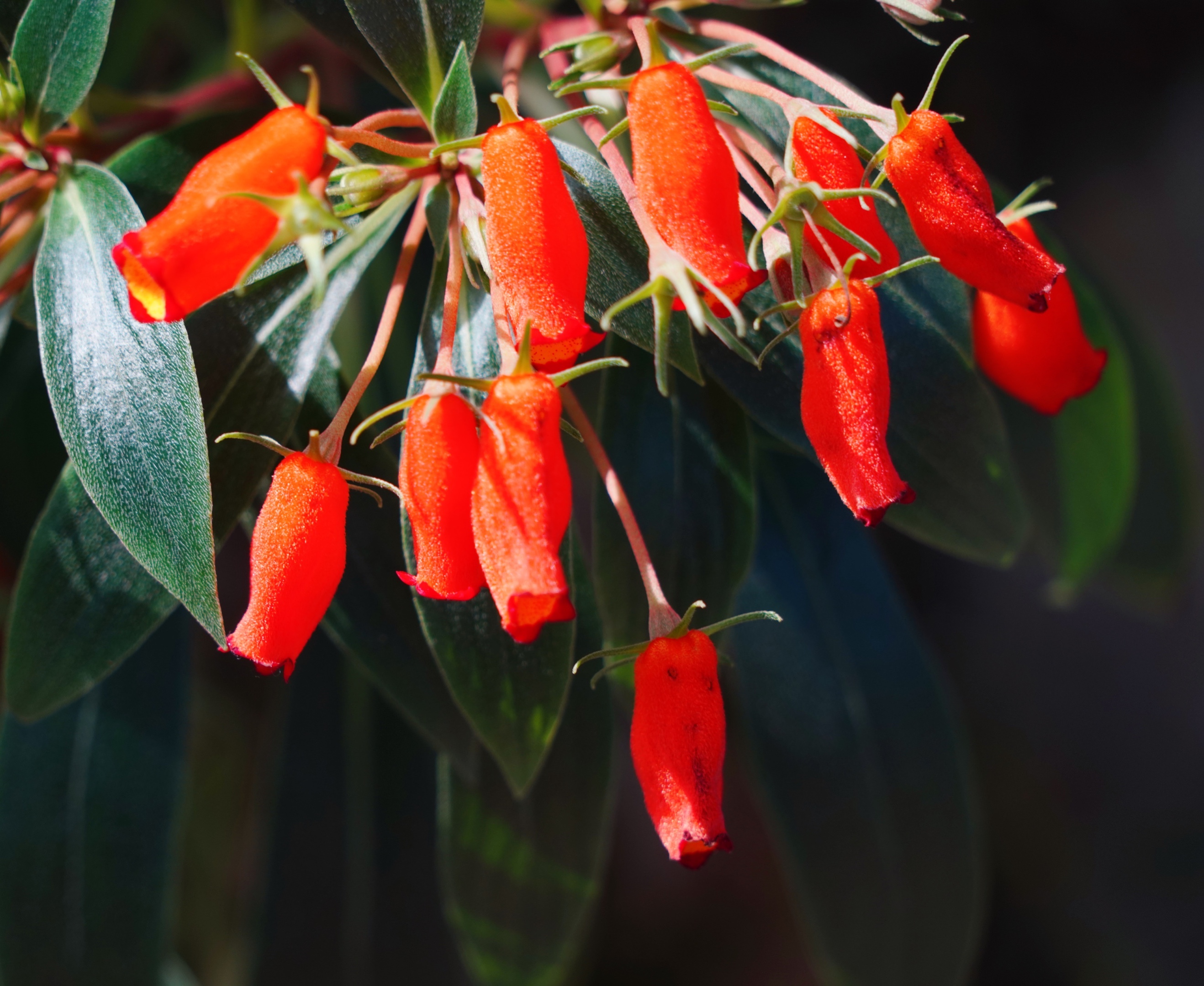 风和日丽【美摄视界】:【原创首发】小岩桐 - vv