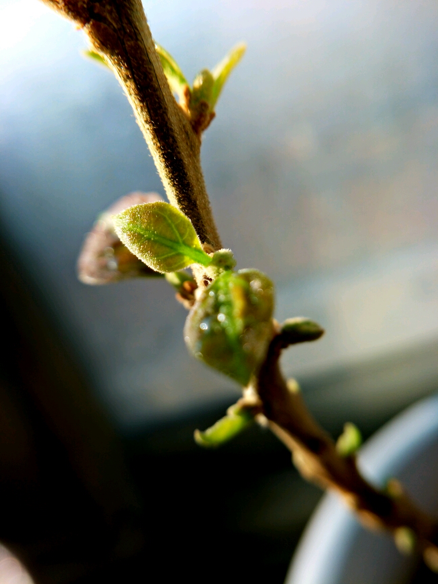 三角梅又长新芽了