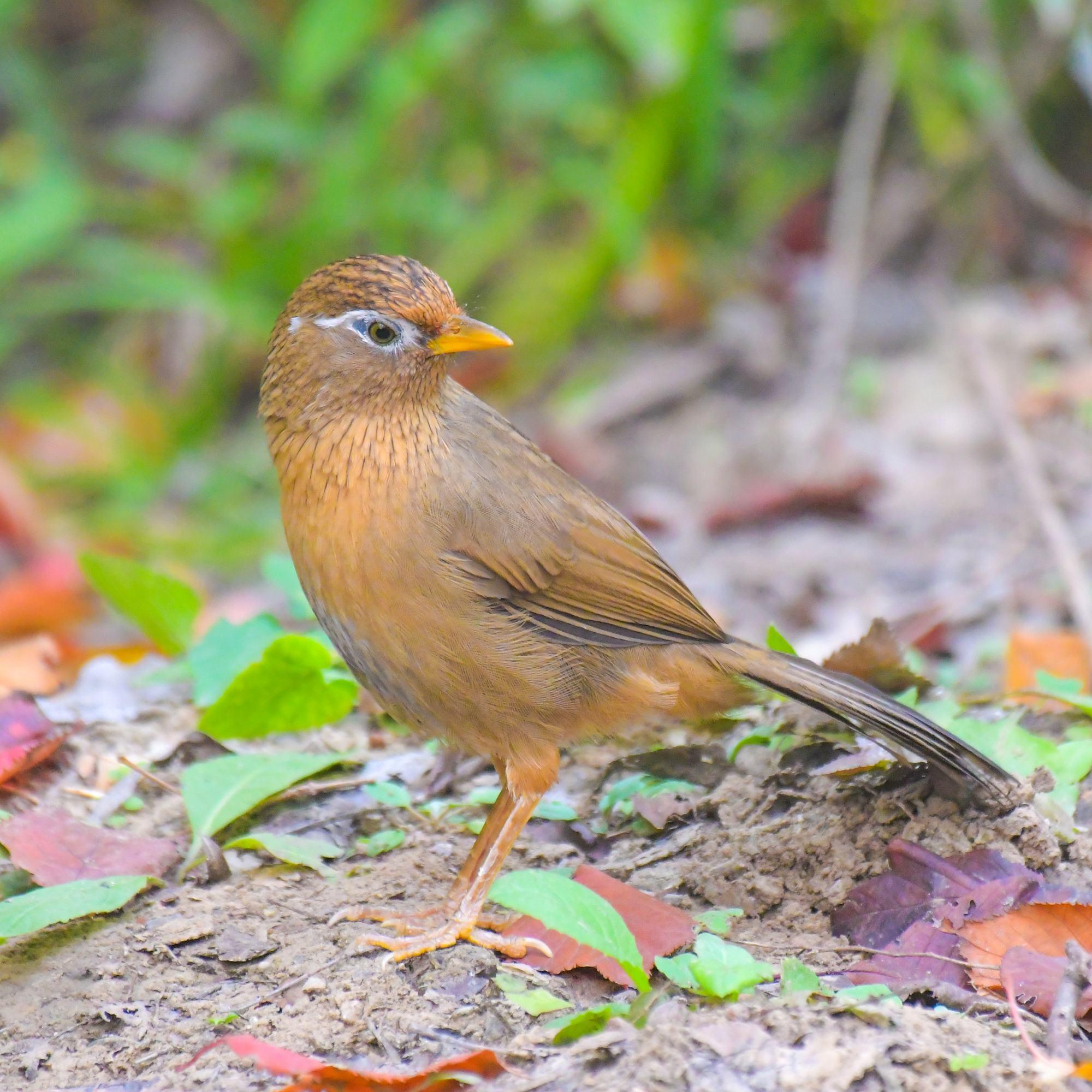 首发引颈高歌的画眉鸟