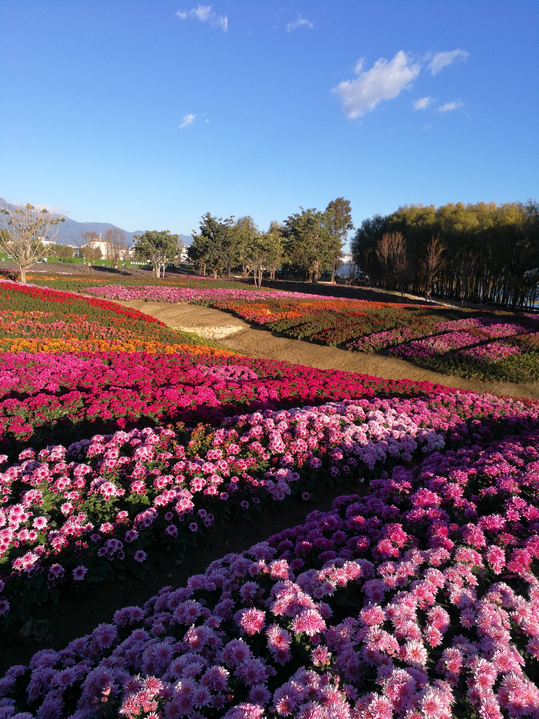 洱海边的花阡陌