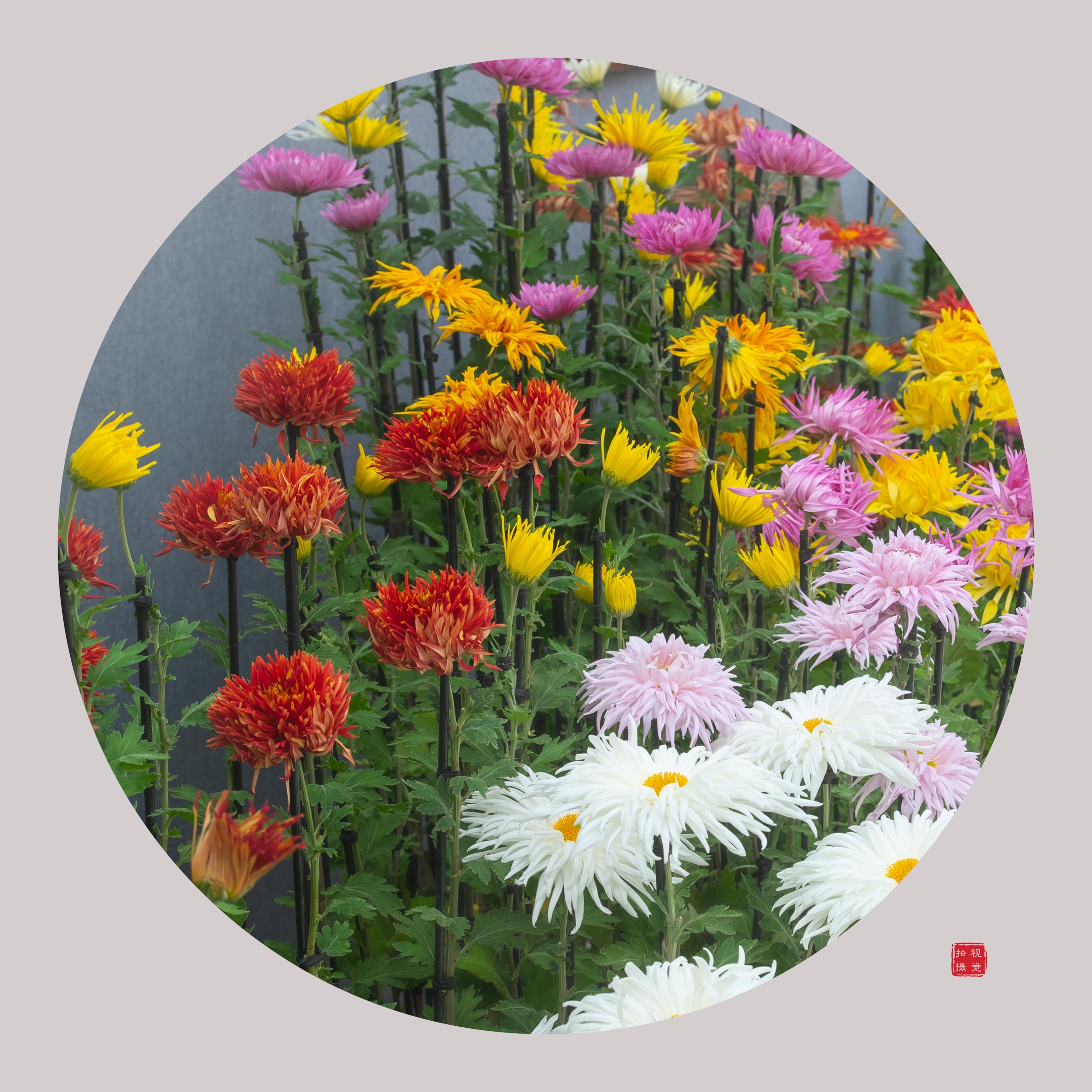 七夕,回忆那菊的美