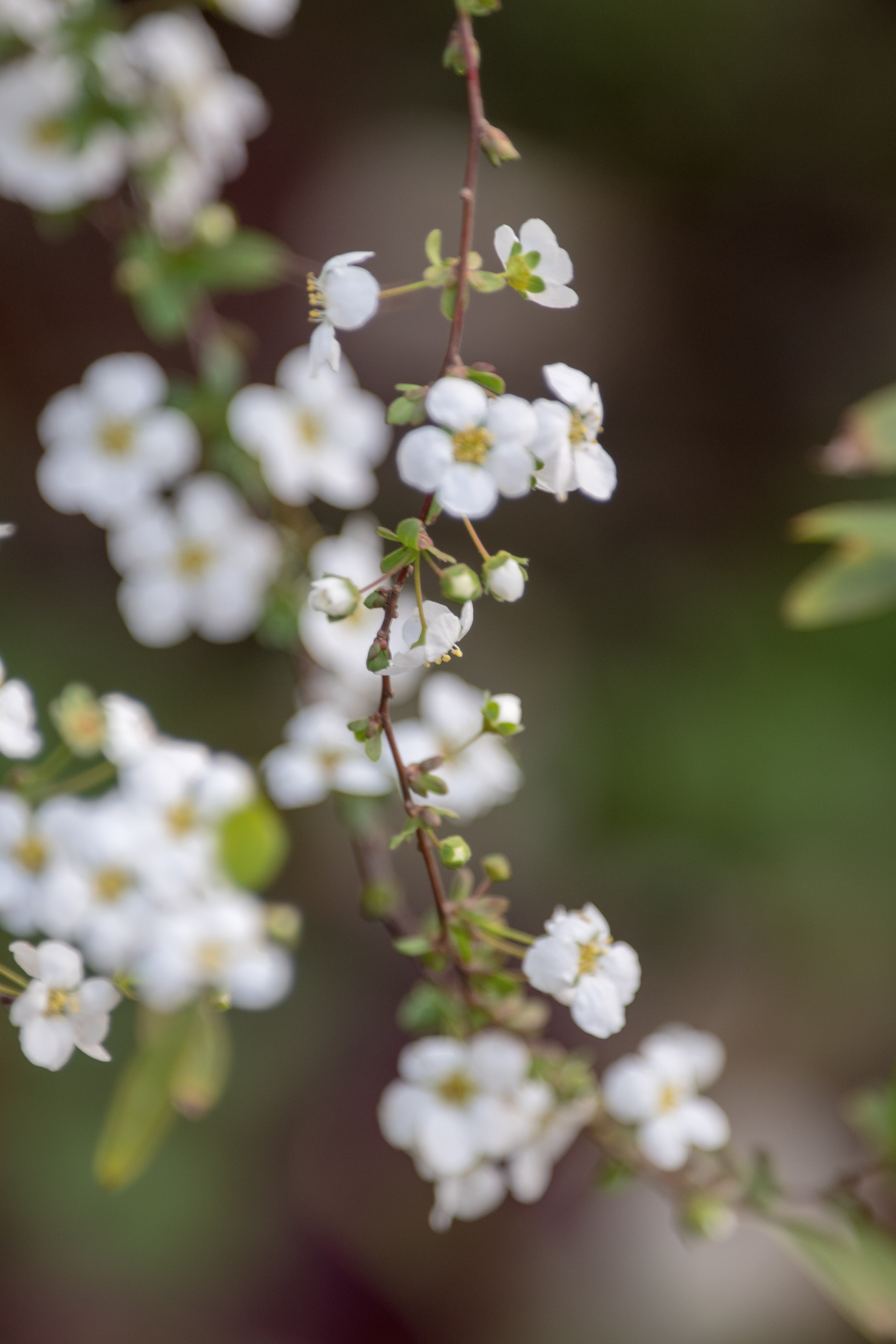 首发李叶绣线菊