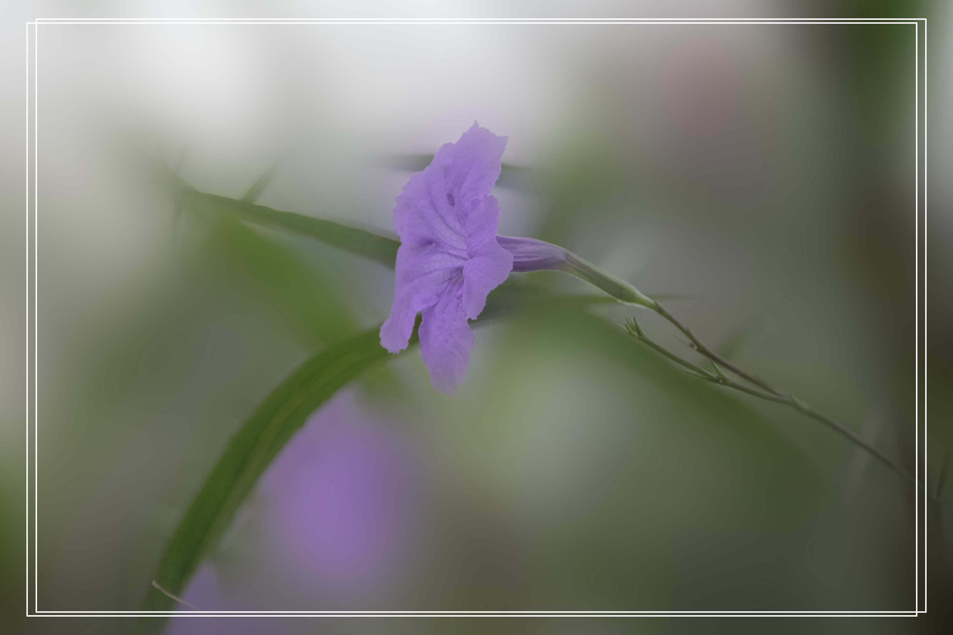 清新淡雅蓝花草