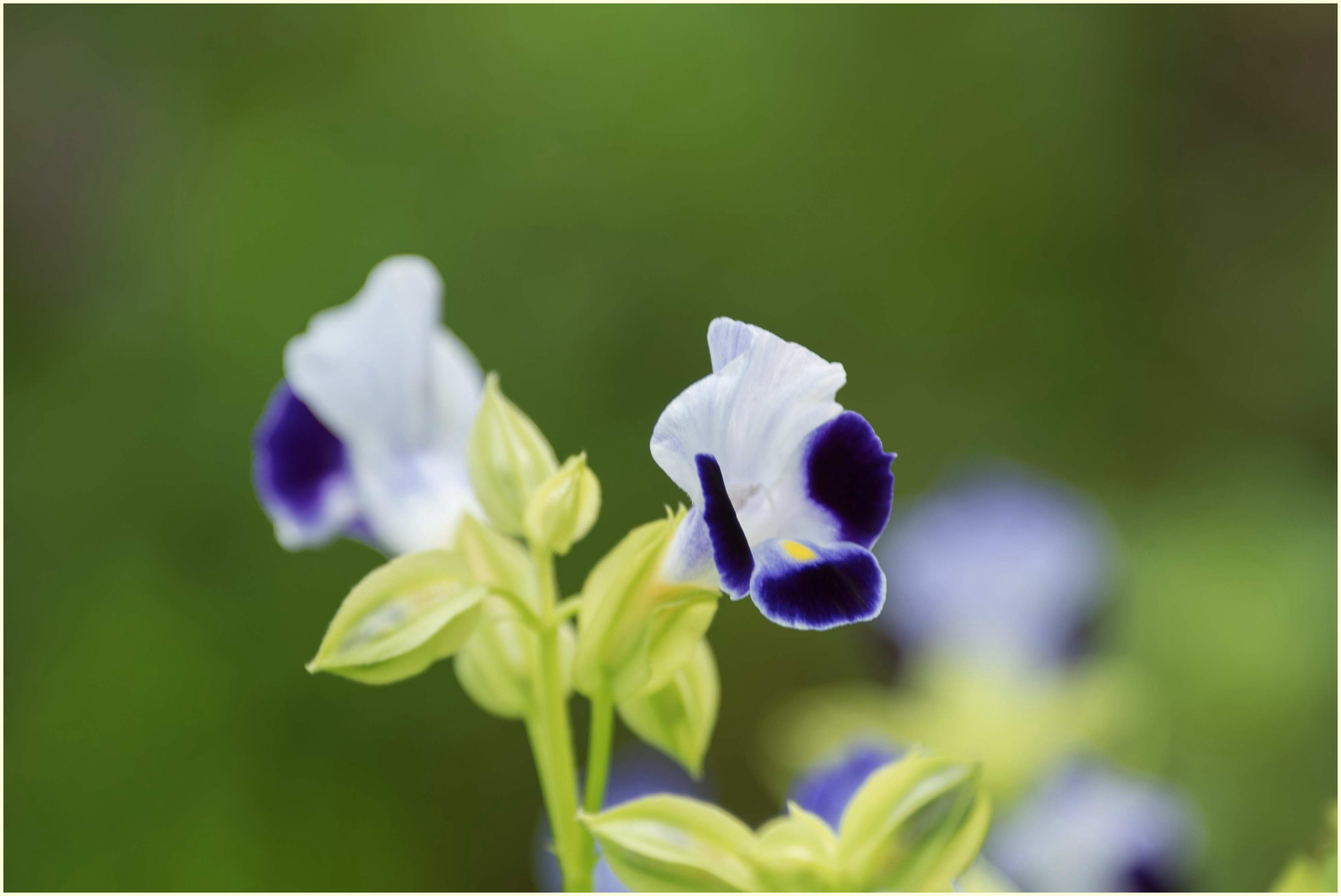 娇俏可爱夏堇花