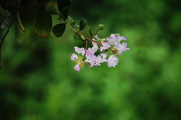 冰清玉洁白紫薇原创首发