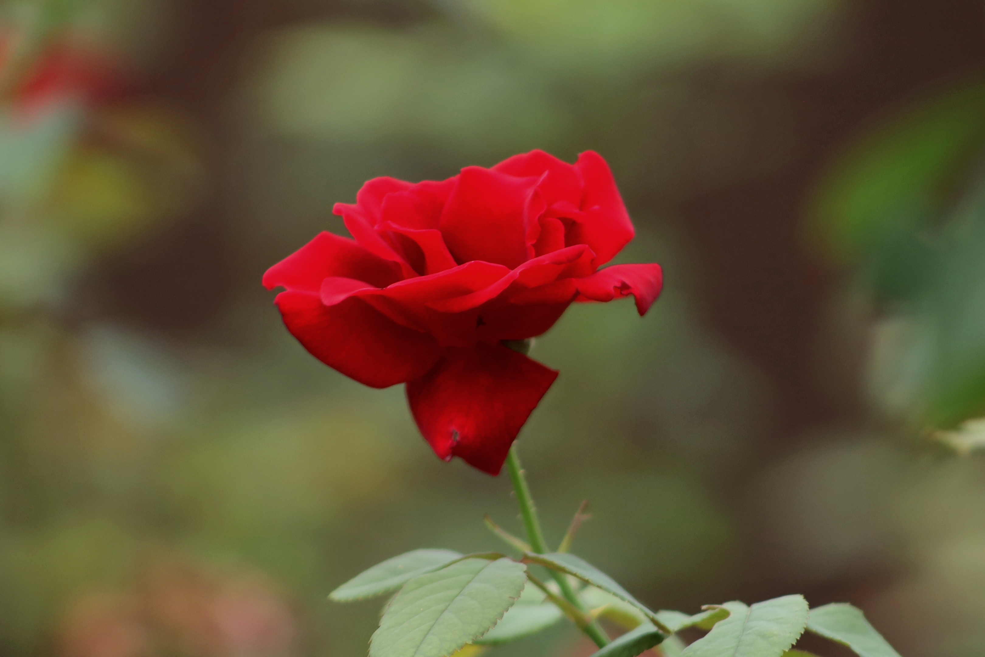 红玫瑰献给最可爱的人——庆祝中国人民解放军建军93周年!