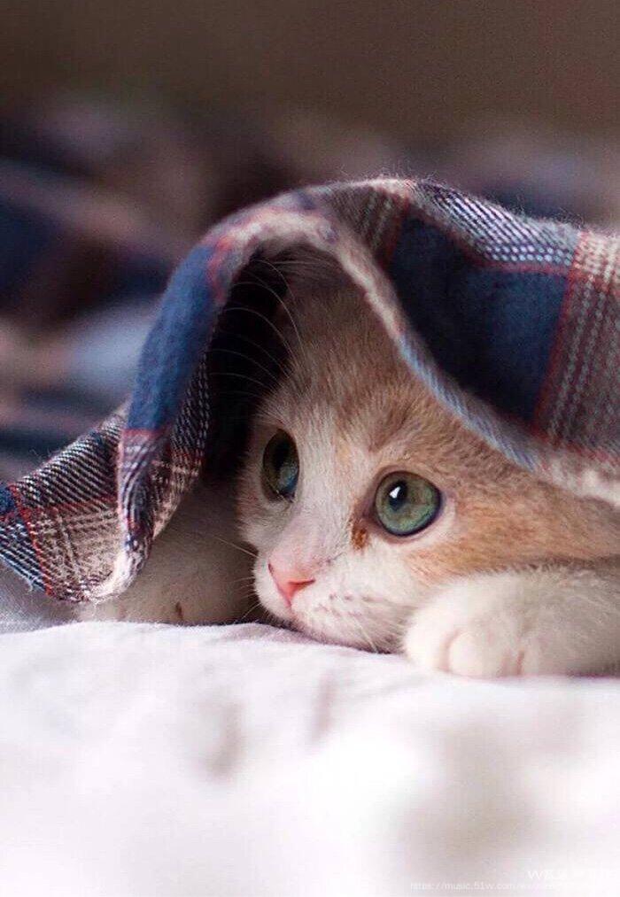 家有萌宠「首发」