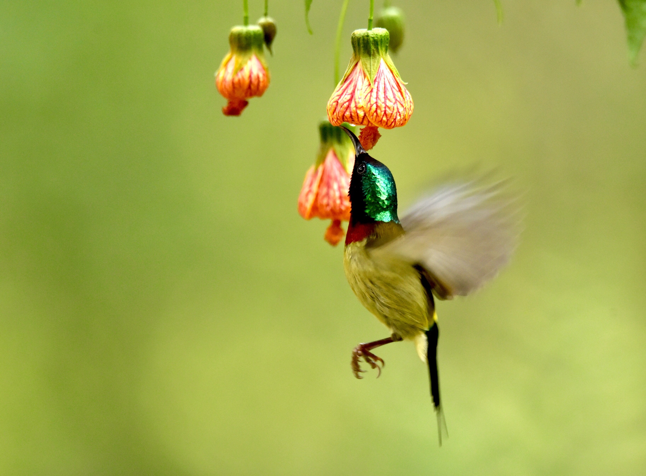 太阳鸟乐山的留鸟它有着一只长长尖嘴美丽绚丽的羽毛非常漂亮喜欢在