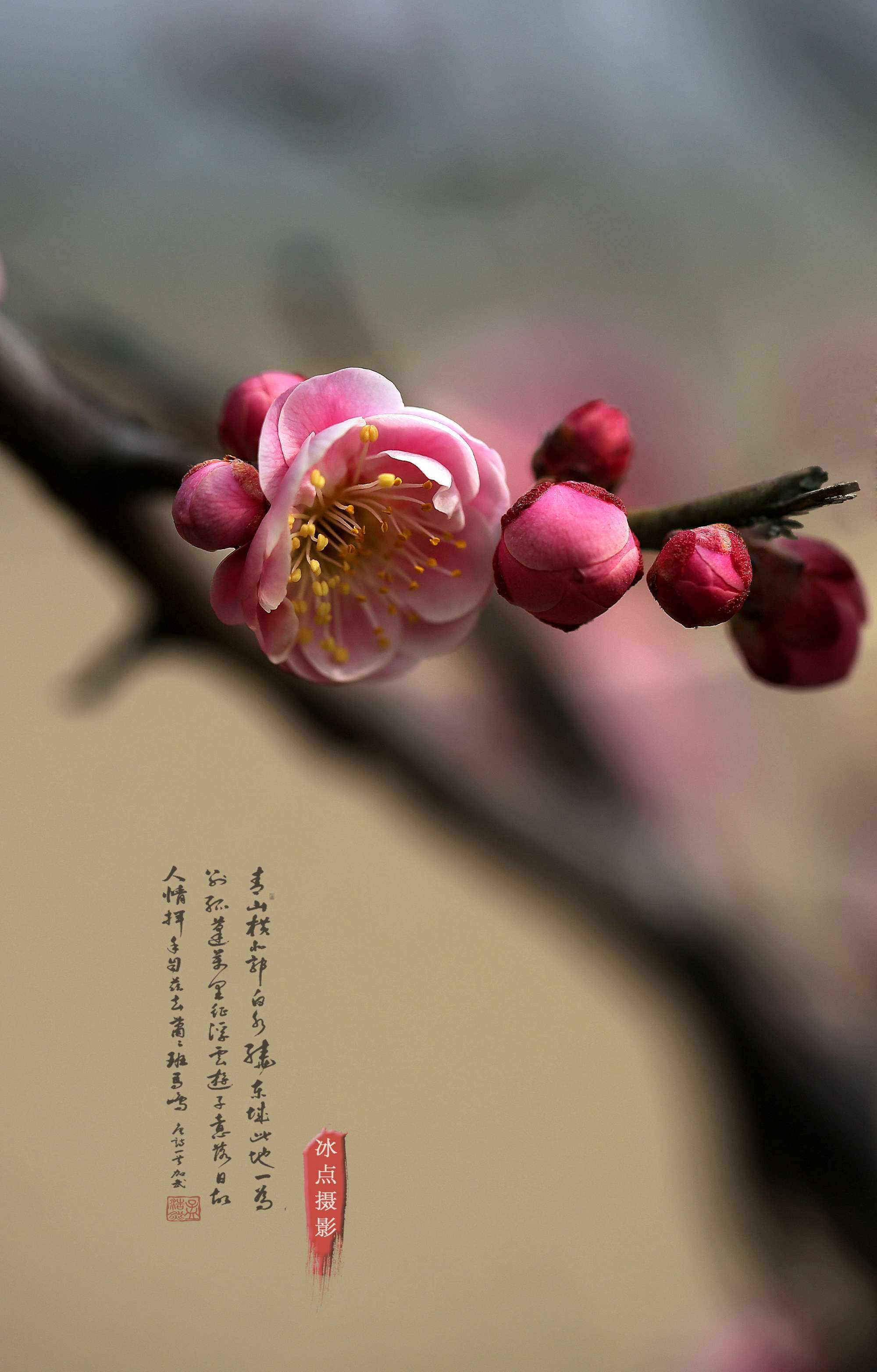 首发冷丹枫露清愁叠冰心玉骨红梅结